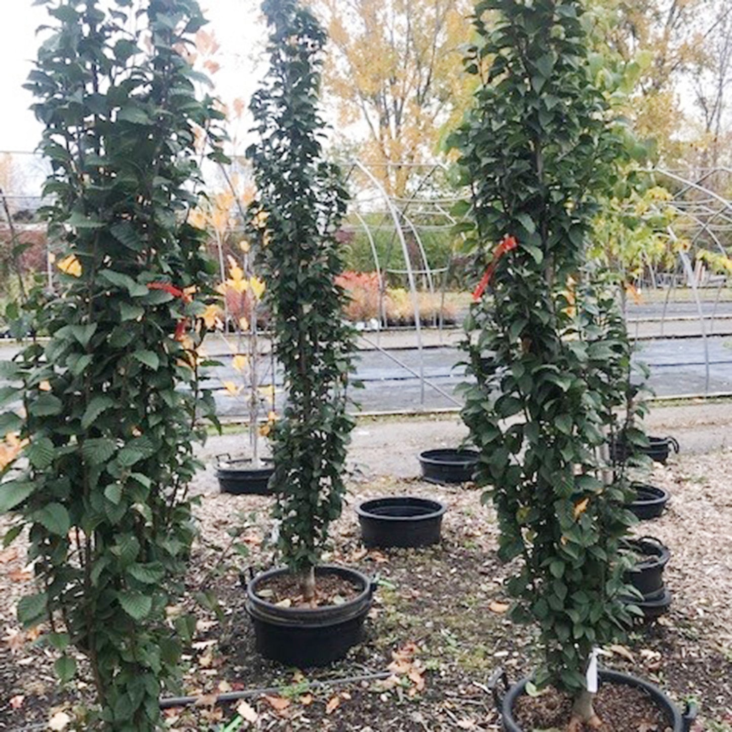 Lucas Pyramidal Hornbeam