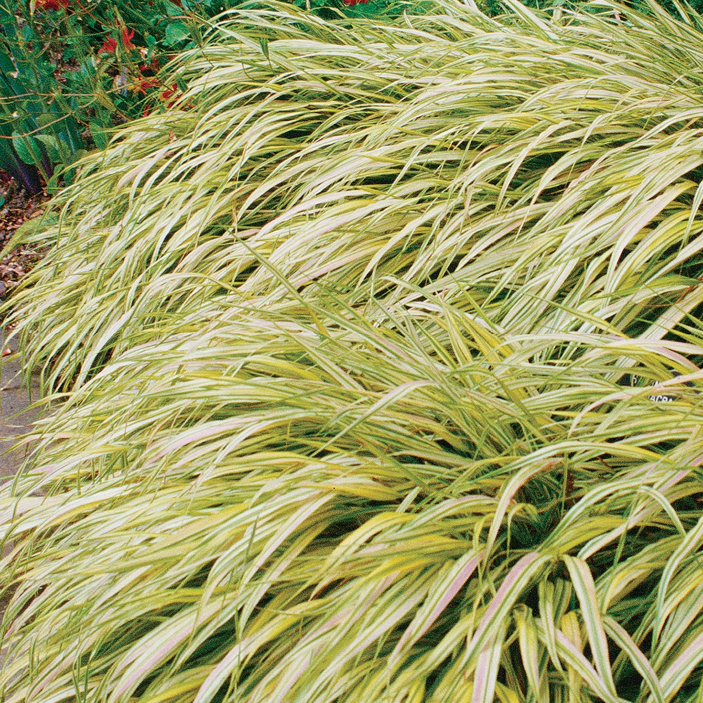 Golden Variegated Hakone
