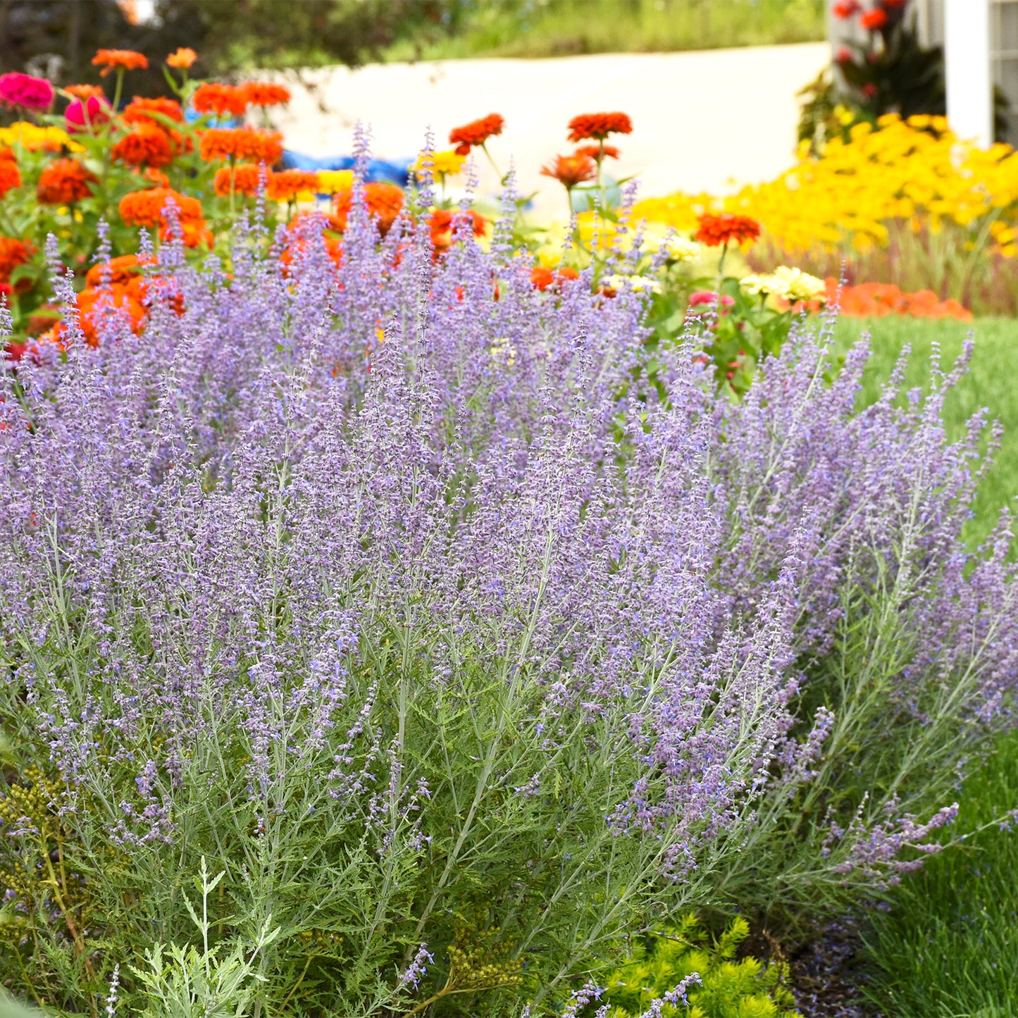 Denim N' Lace Russian Sage