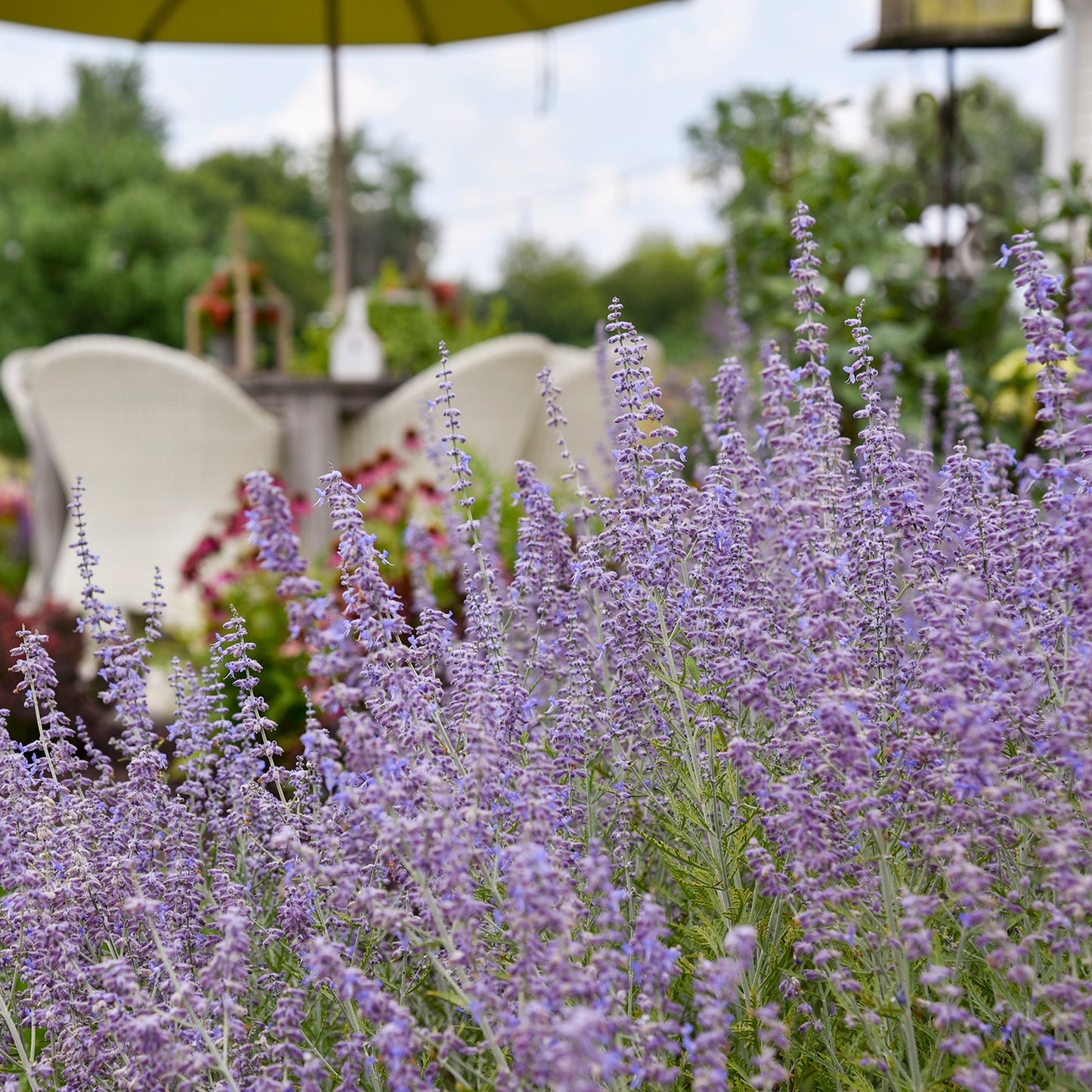 Denim N' Lace Russian Sage