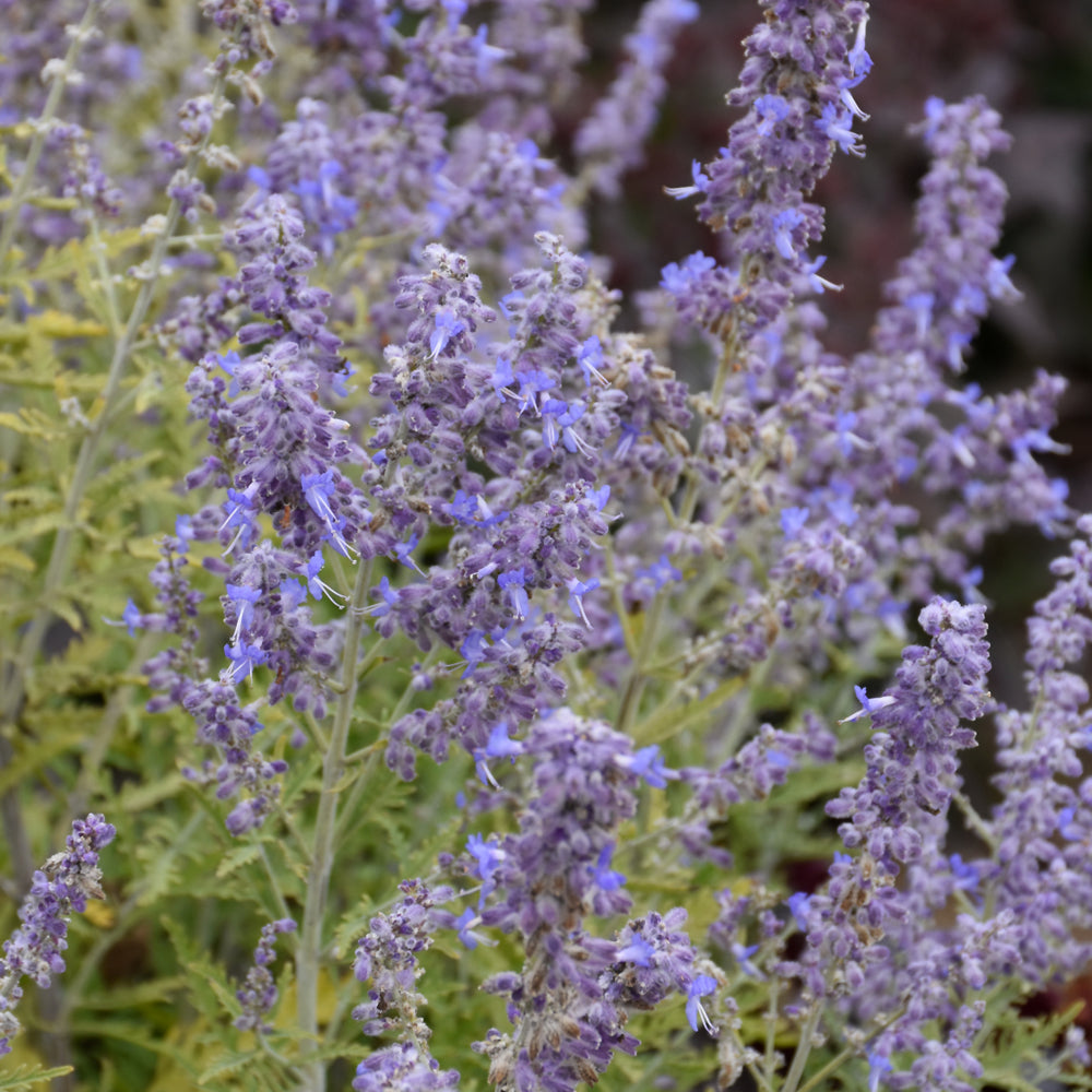 Denim N' Lace Russian Sage