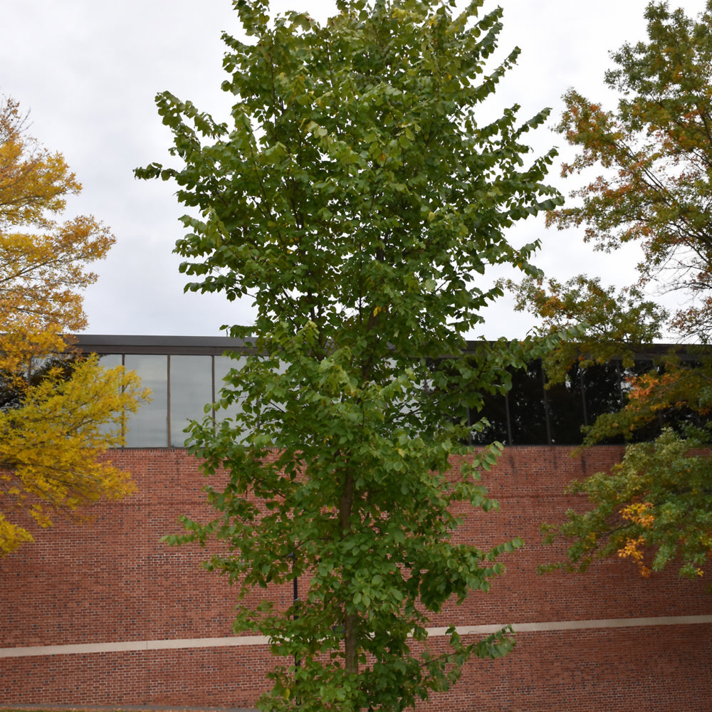 New Harmony Elm