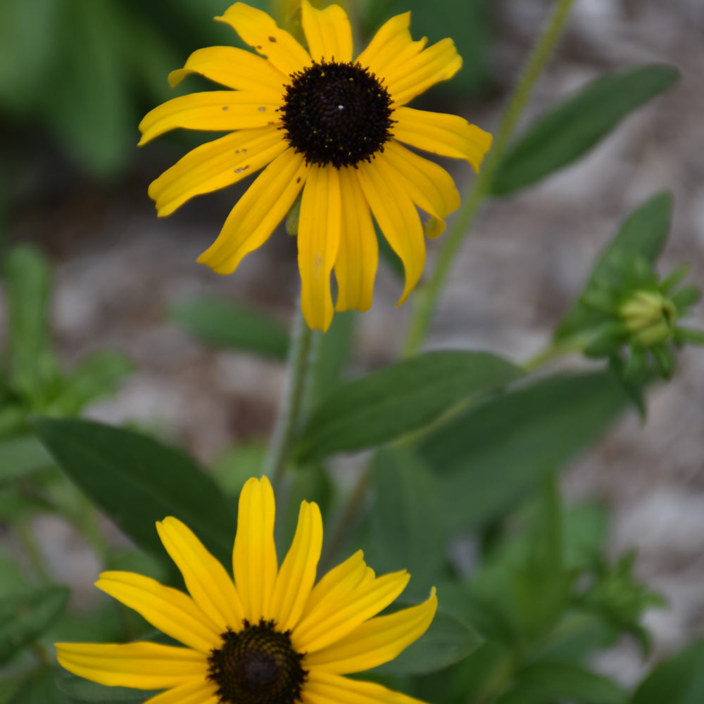 American Gold Rush Black Eyed Susan