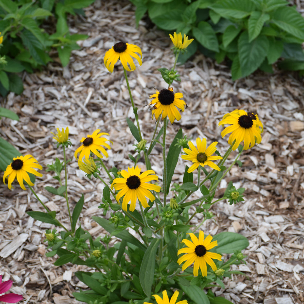 American Gold Rush Black Eyed Susan