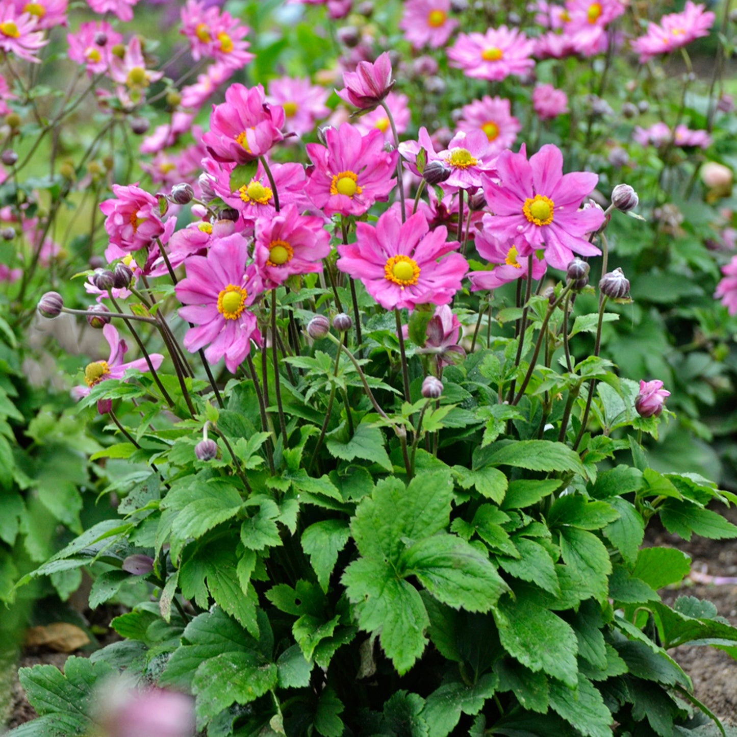 Curtain Call Deep Rose Windflower