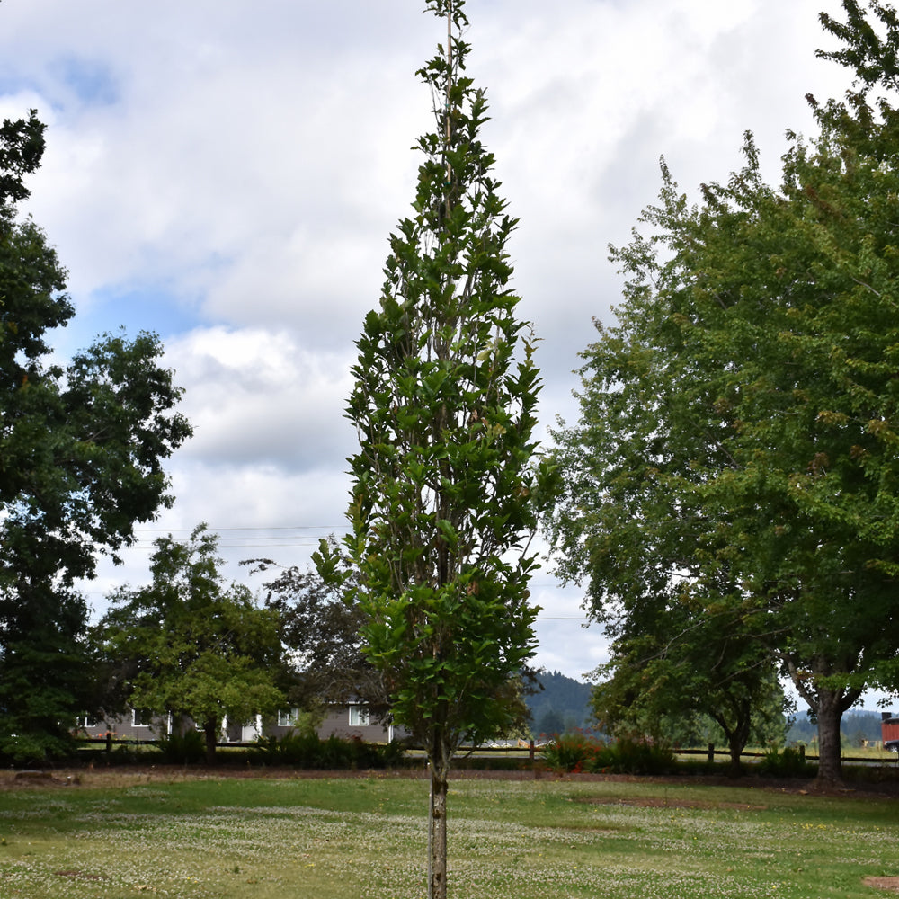 Beacon Oak