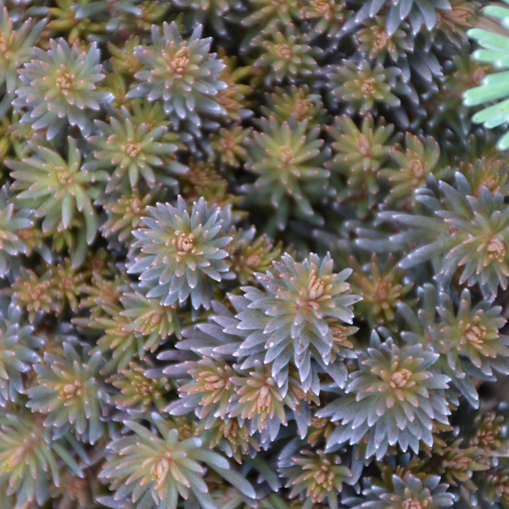 Chocolate Ball Stonecrop