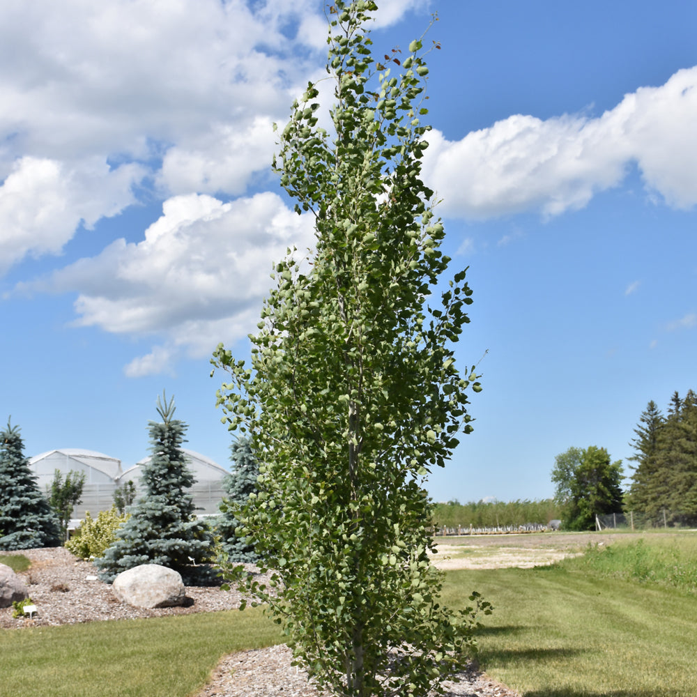 Guardian Columnar Aspen