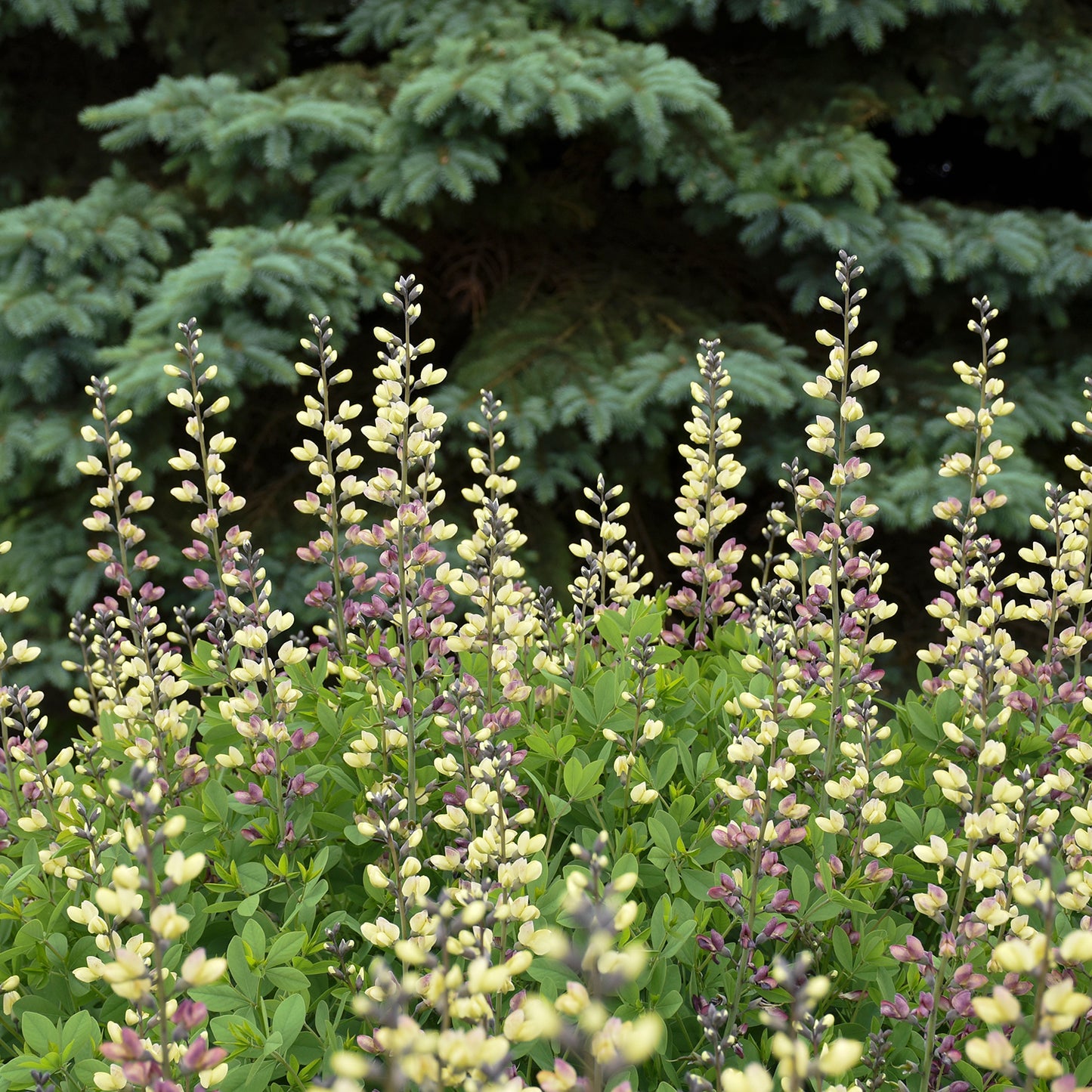 Pink Lemonade False Indigo
