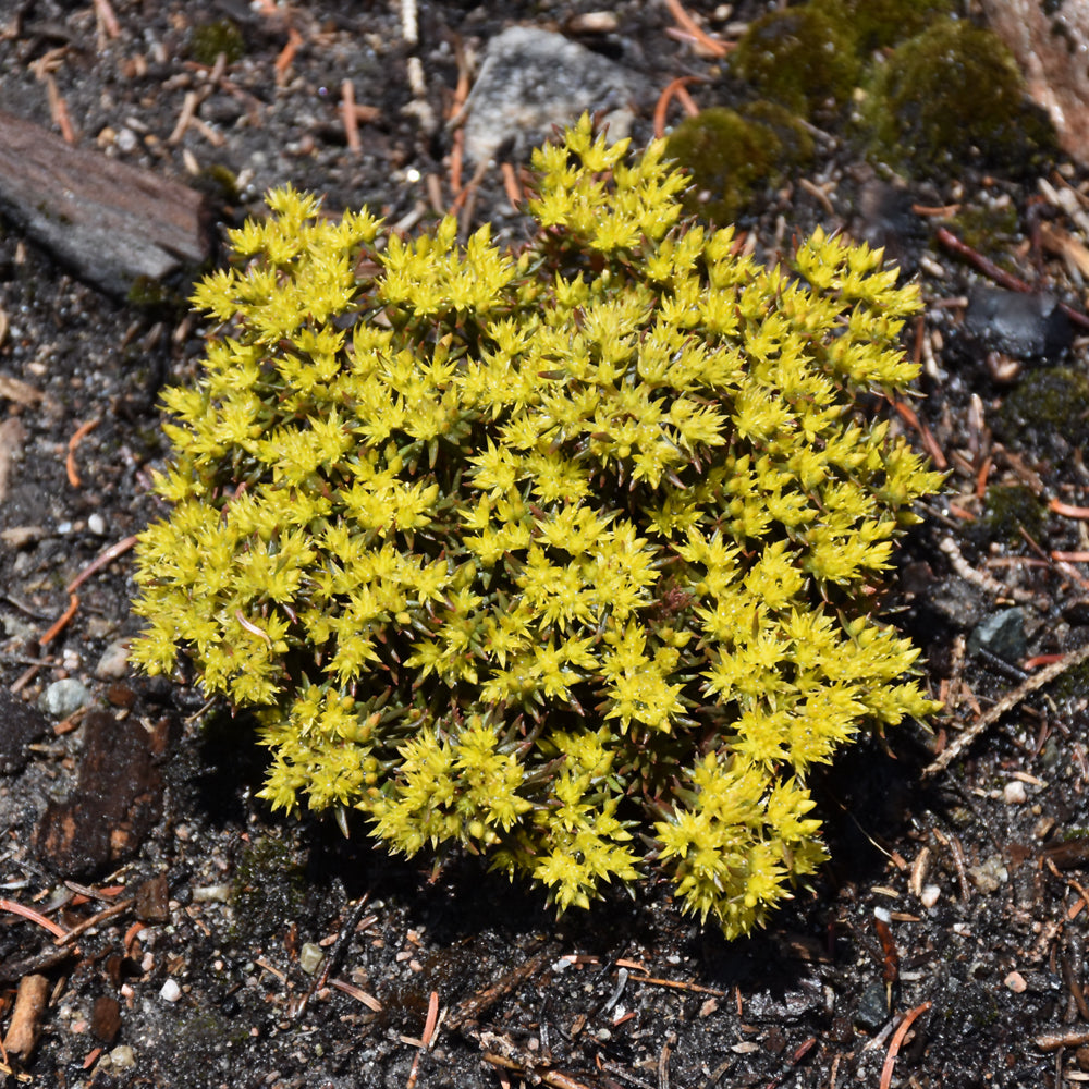 Chocolate Ball Stonecrop