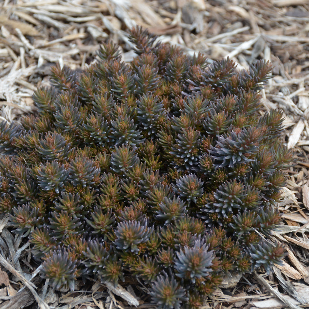 Chocolate Ball Stonecrop