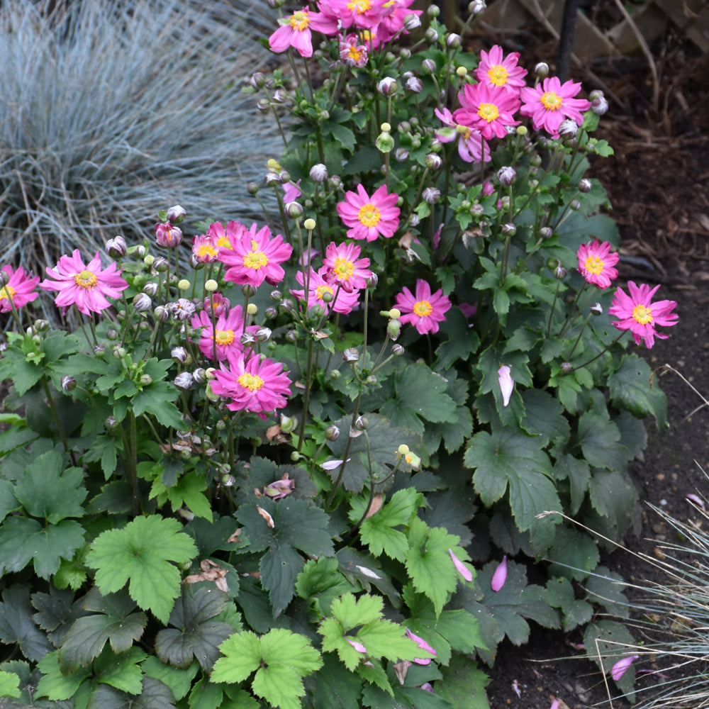 Curtain Call Deep Rose Windflower