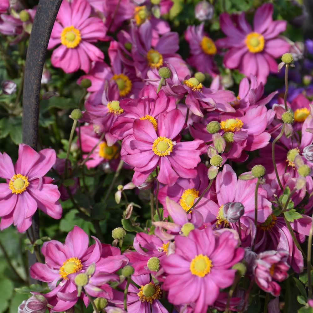 Curtain Call Deep Rose Windflower