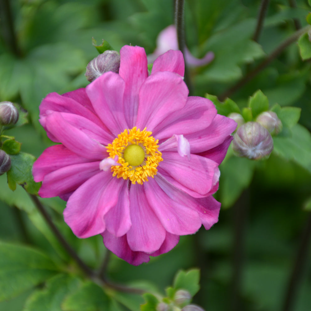 Curtain Call Deep Rose Windflower