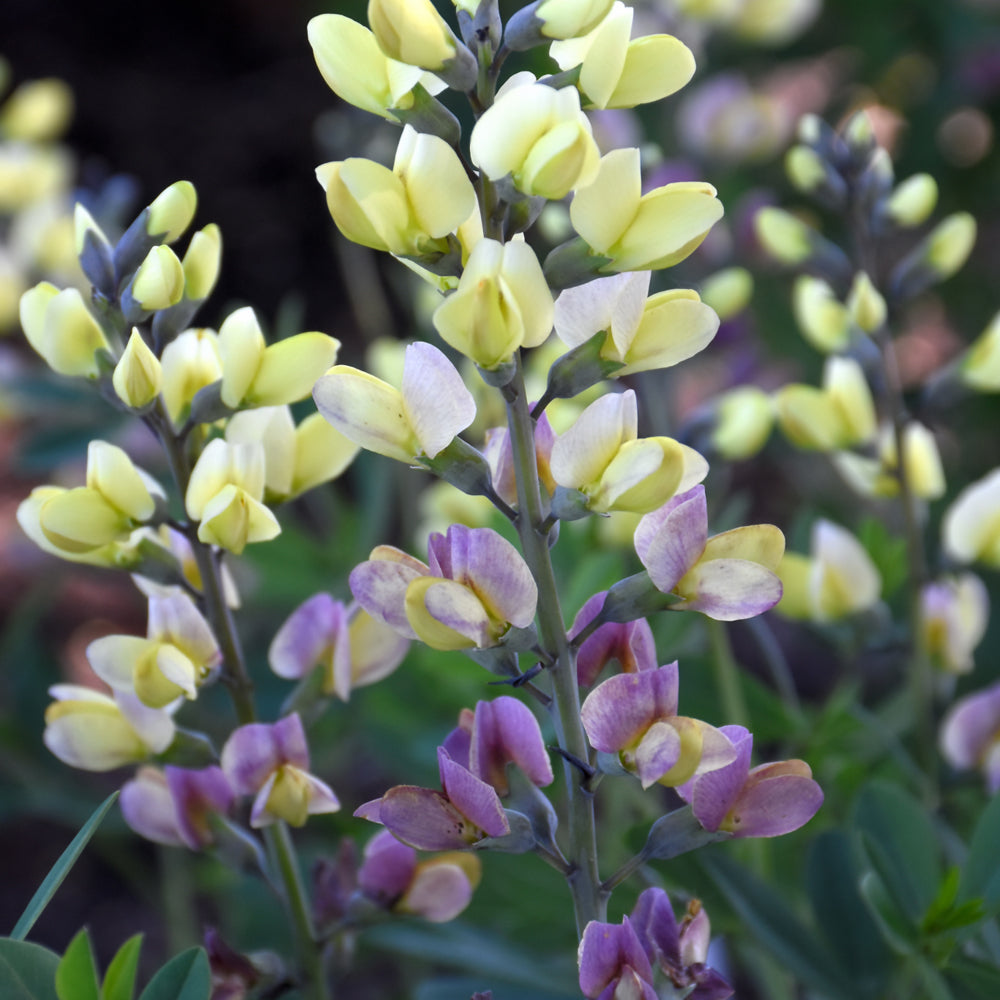 Pink Lemonade False Indigo