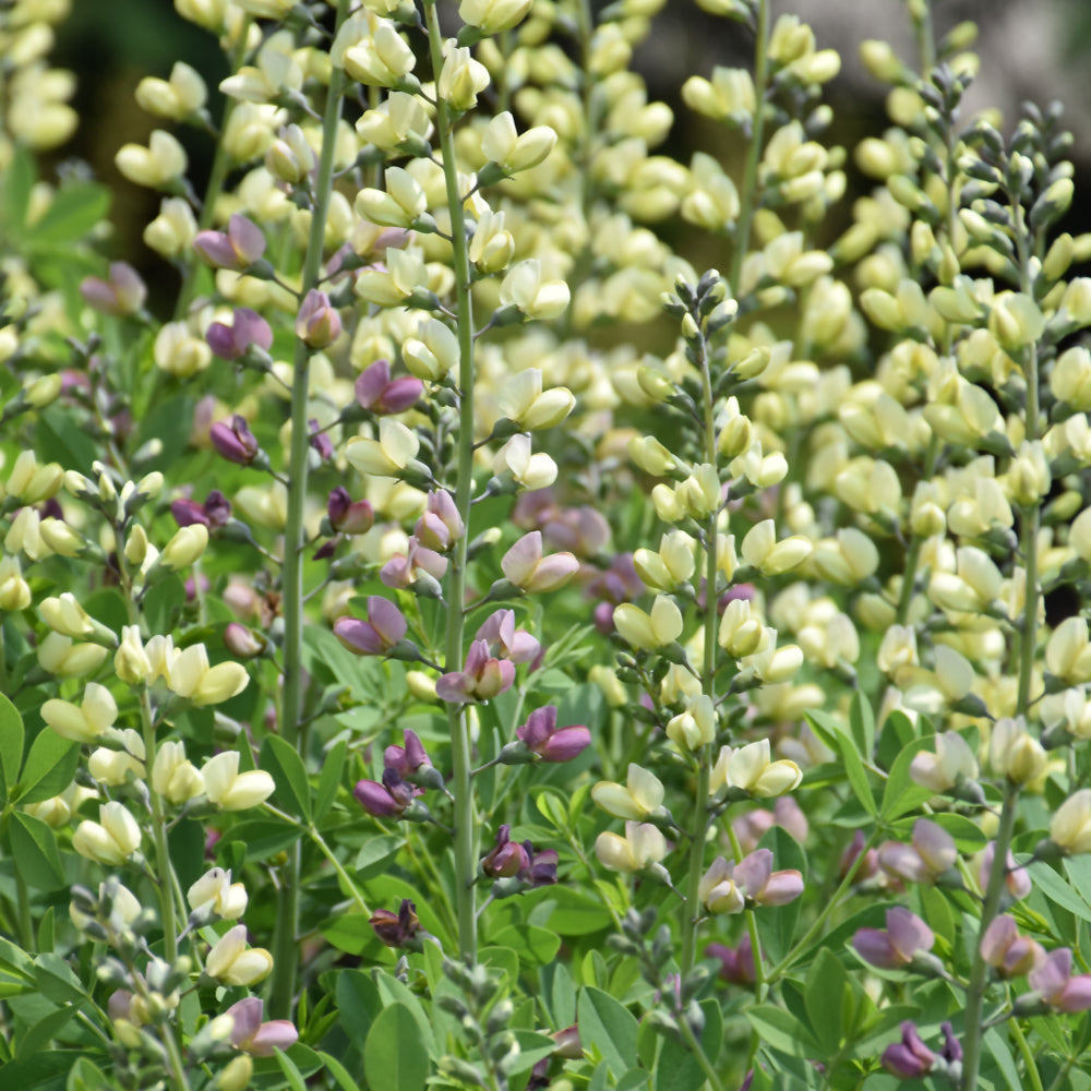 Pink Lemonade False Indigo