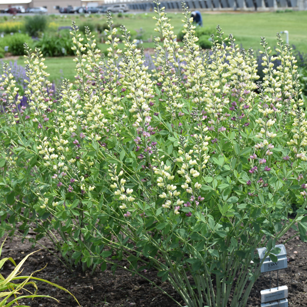 Pink Lemonade False Indigo