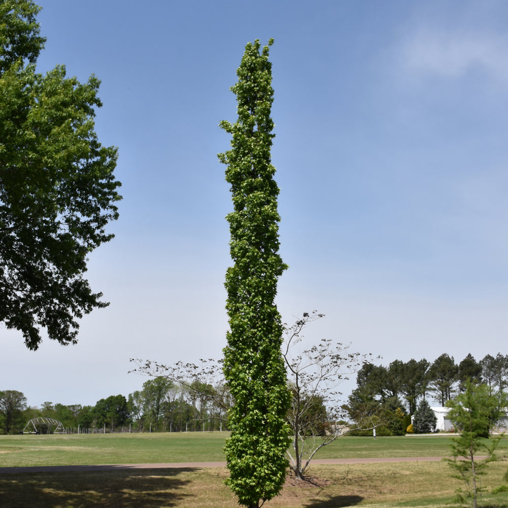 Slender Silhouette Sweetgum