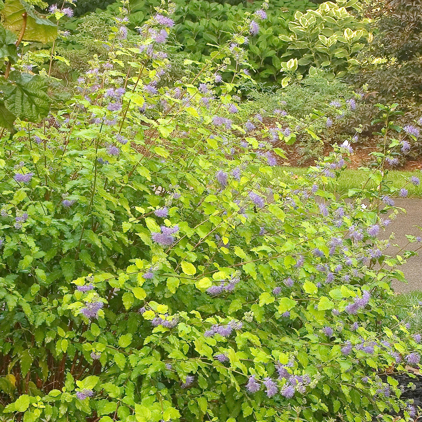 Sunshine Blue Bluebeard