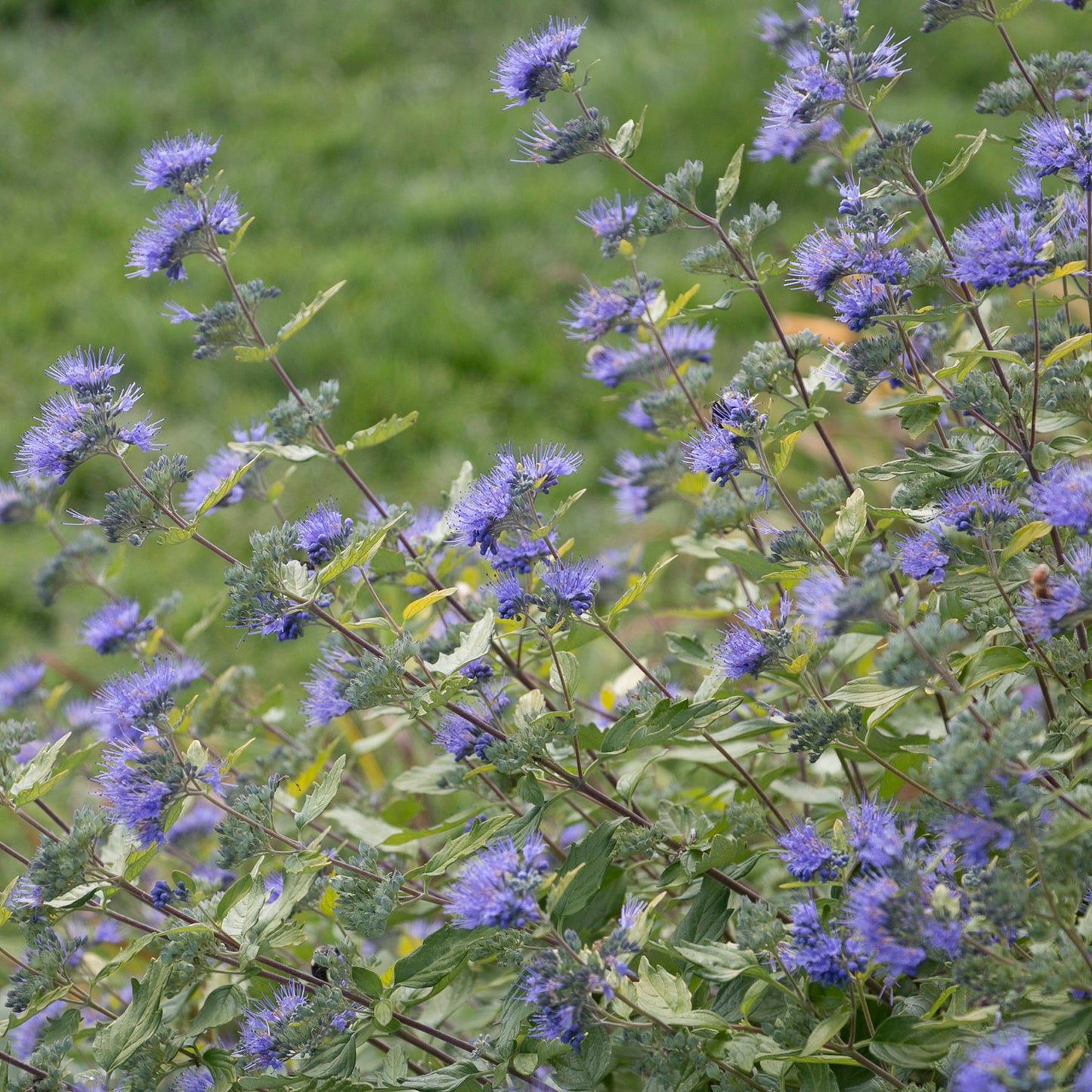 Sunshine Blue Bluebeard