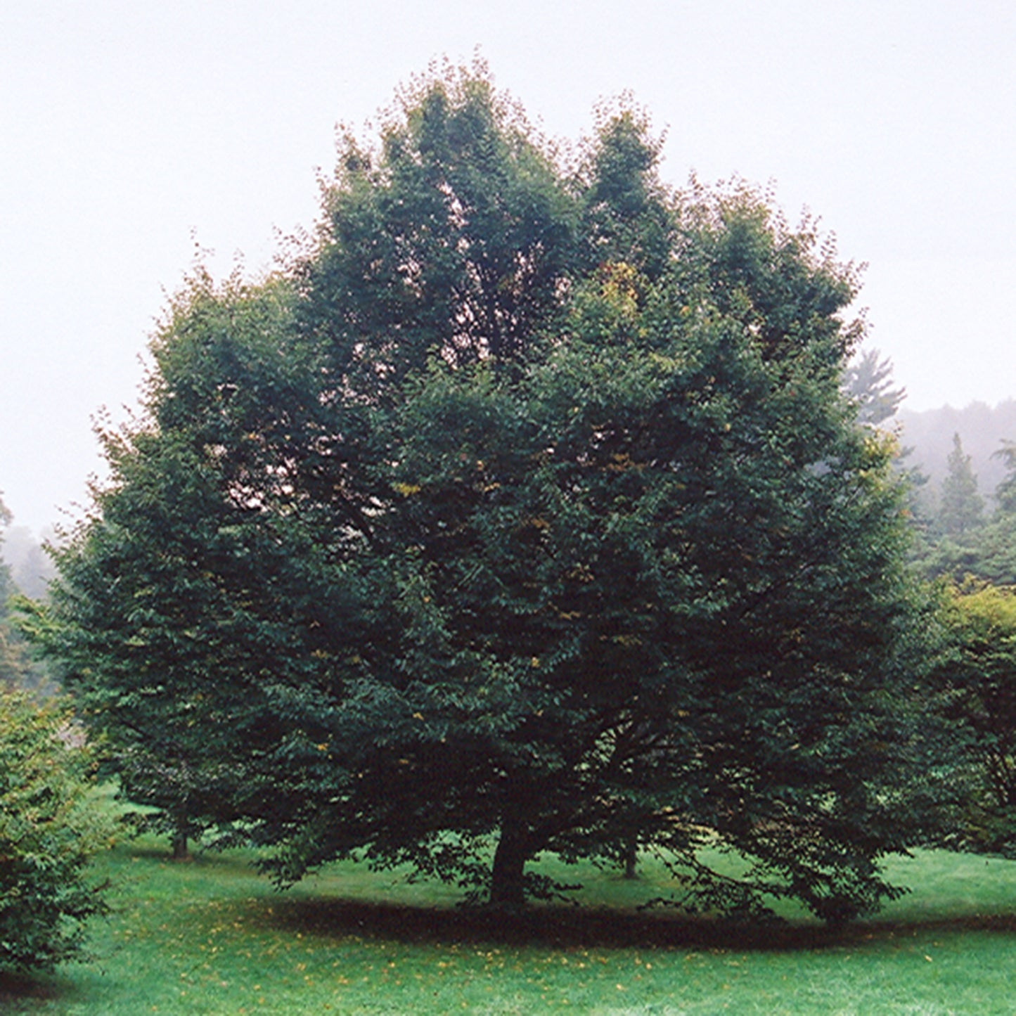 European Hornbeam