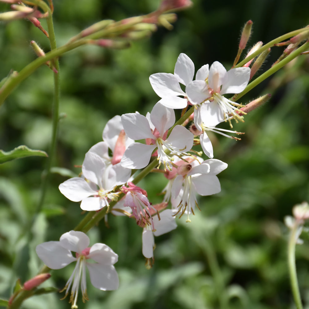 Whirling Butterflies Gaura