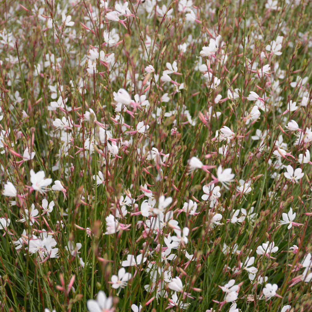 Whirling Butterflies Gaura