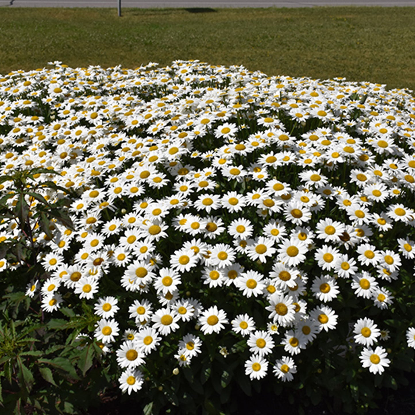 Becky Shasta Daisy