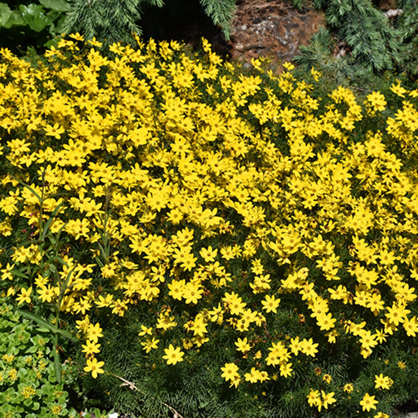 Zagreb Thread Leaved Tickseed