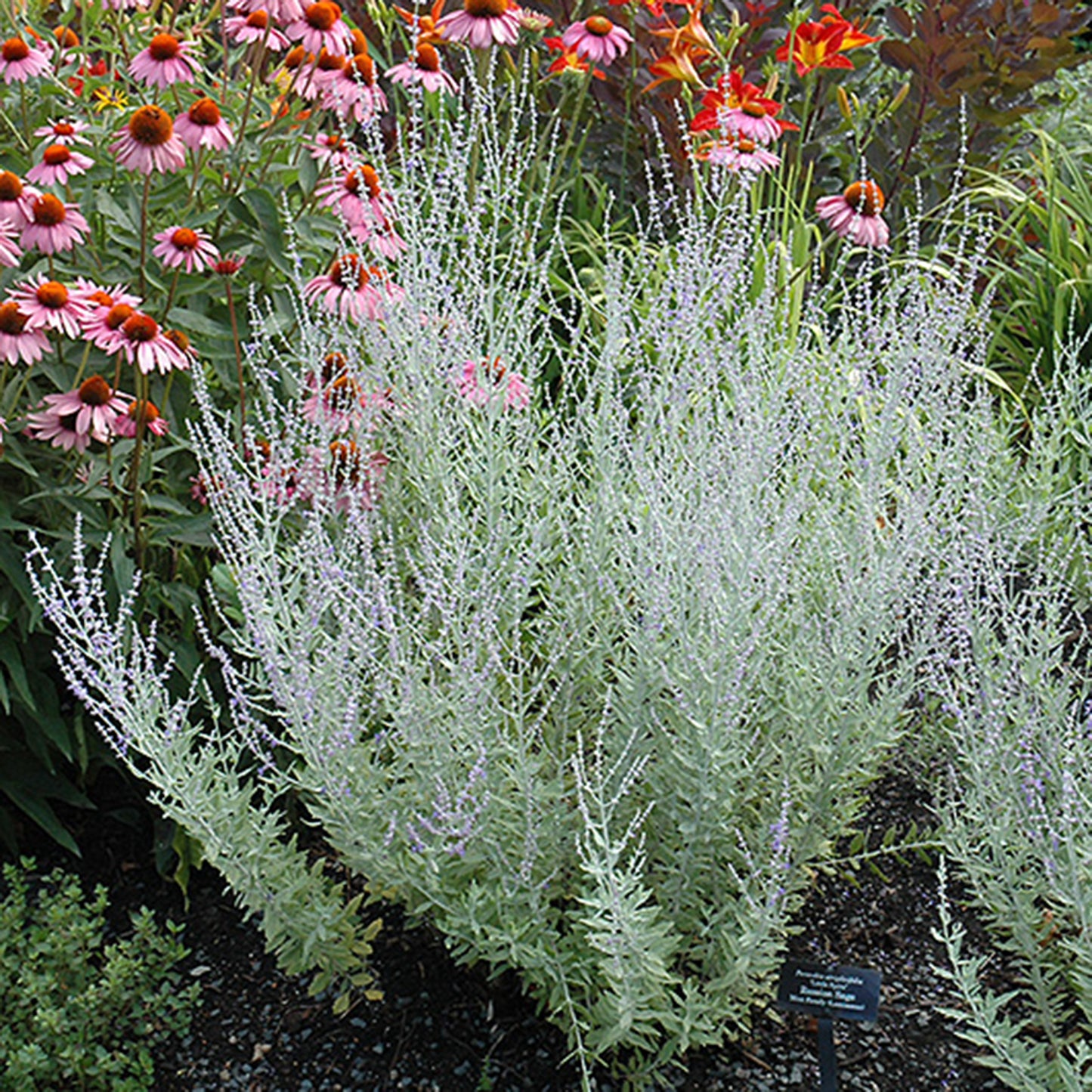 Dwarf Russian Sage