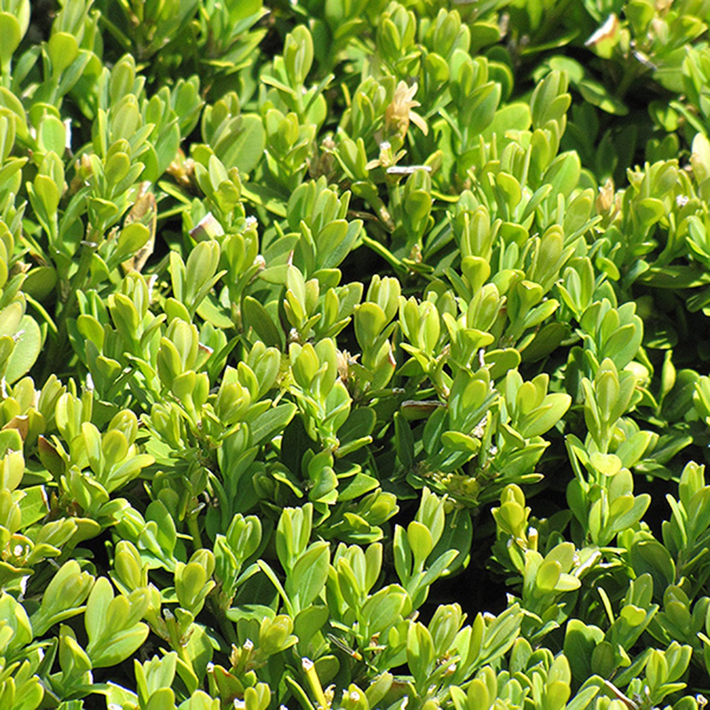 Pincushion Korean Boxwood