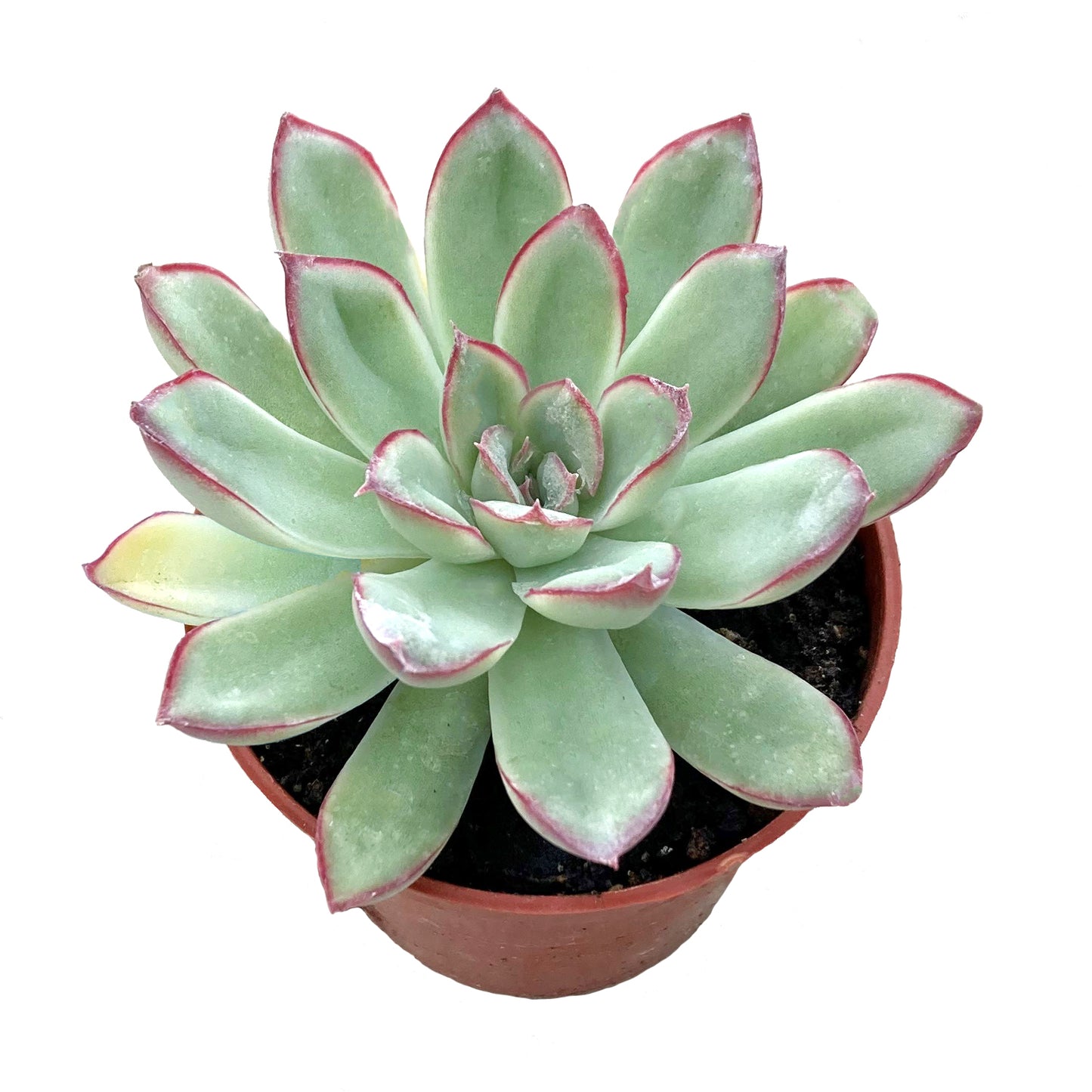 Echeveria