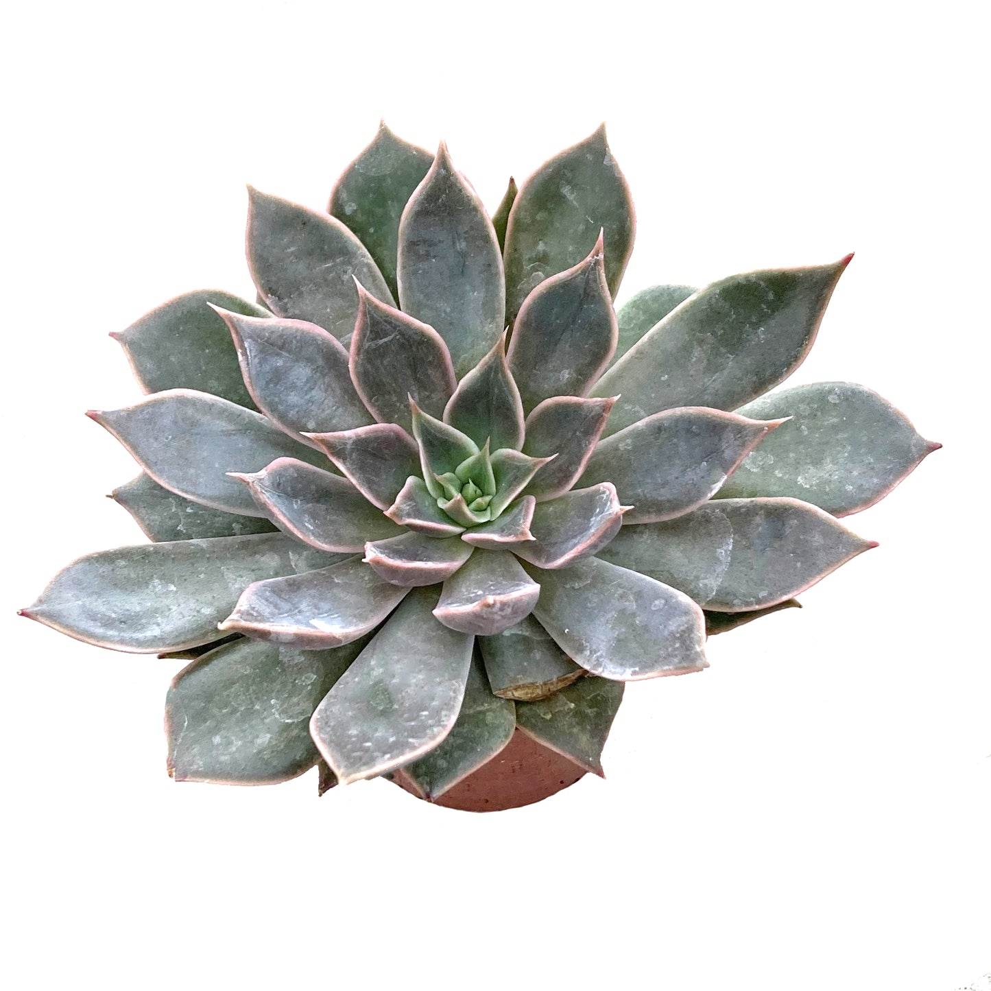 Echeveria