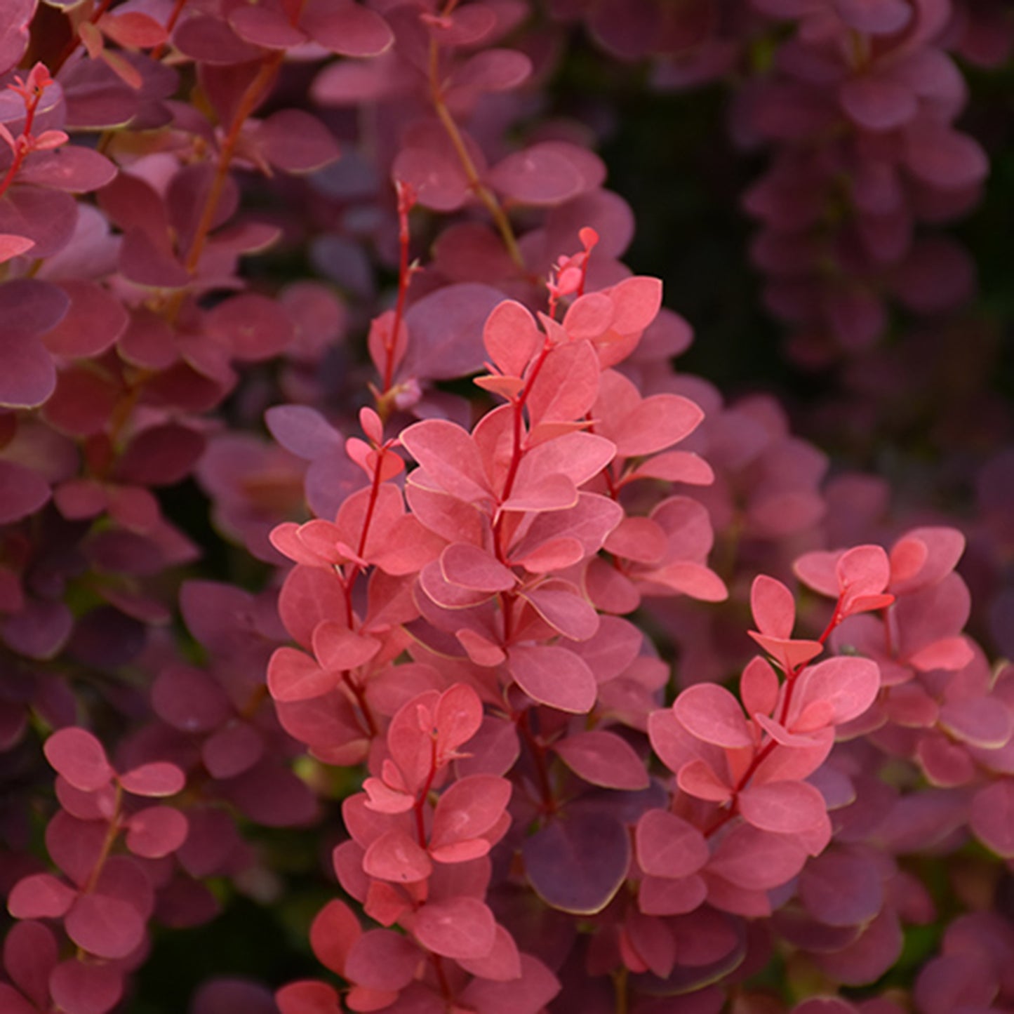 Ruby Carousel Barberry
