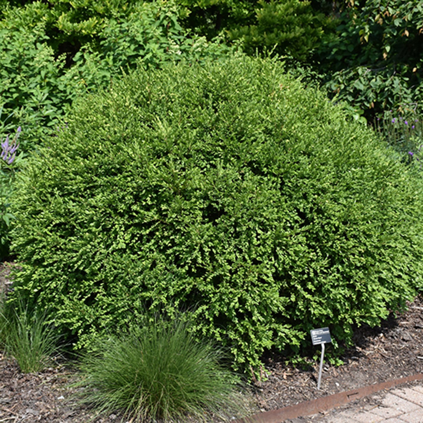 Green Gem Boxwood