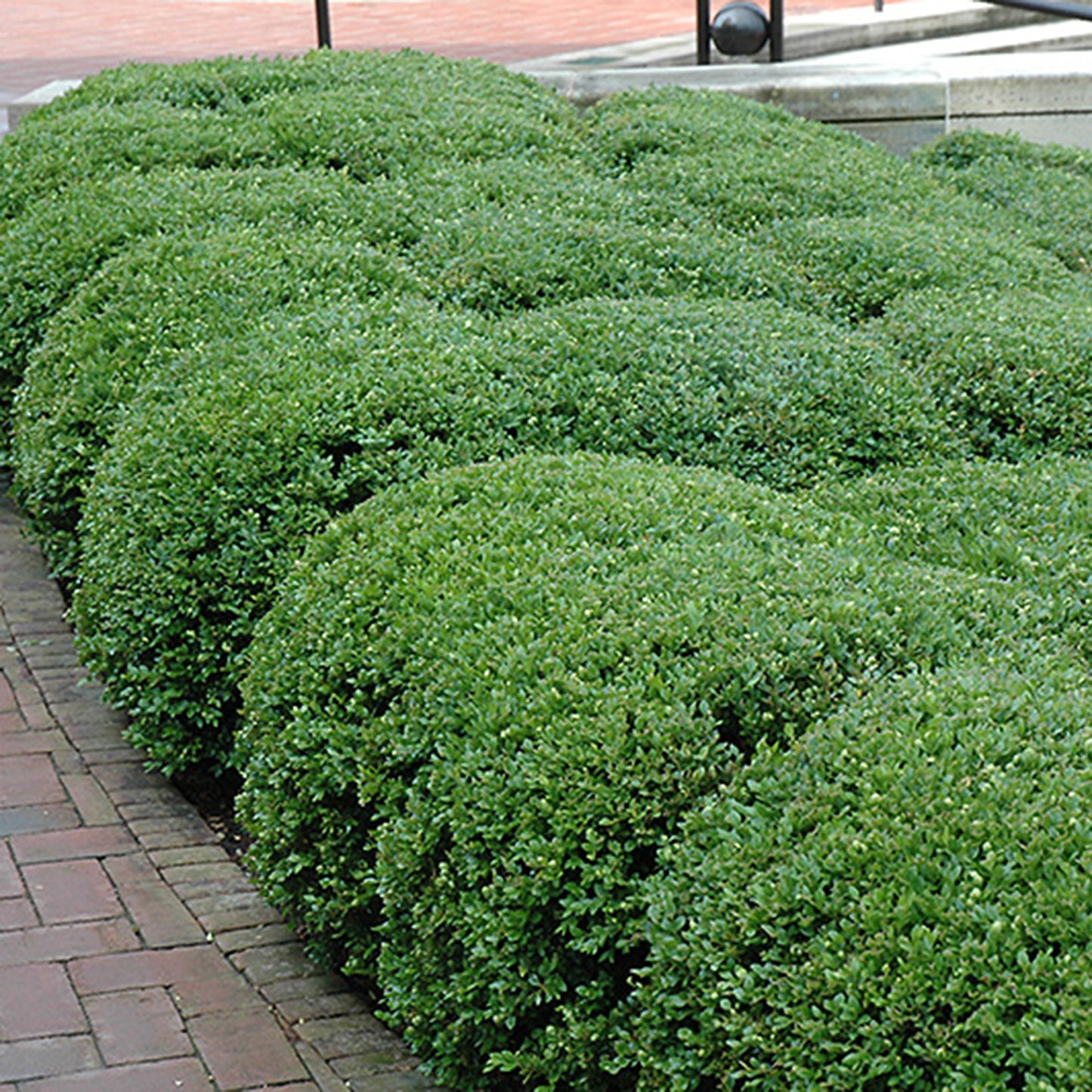 Green Mound Boxwood