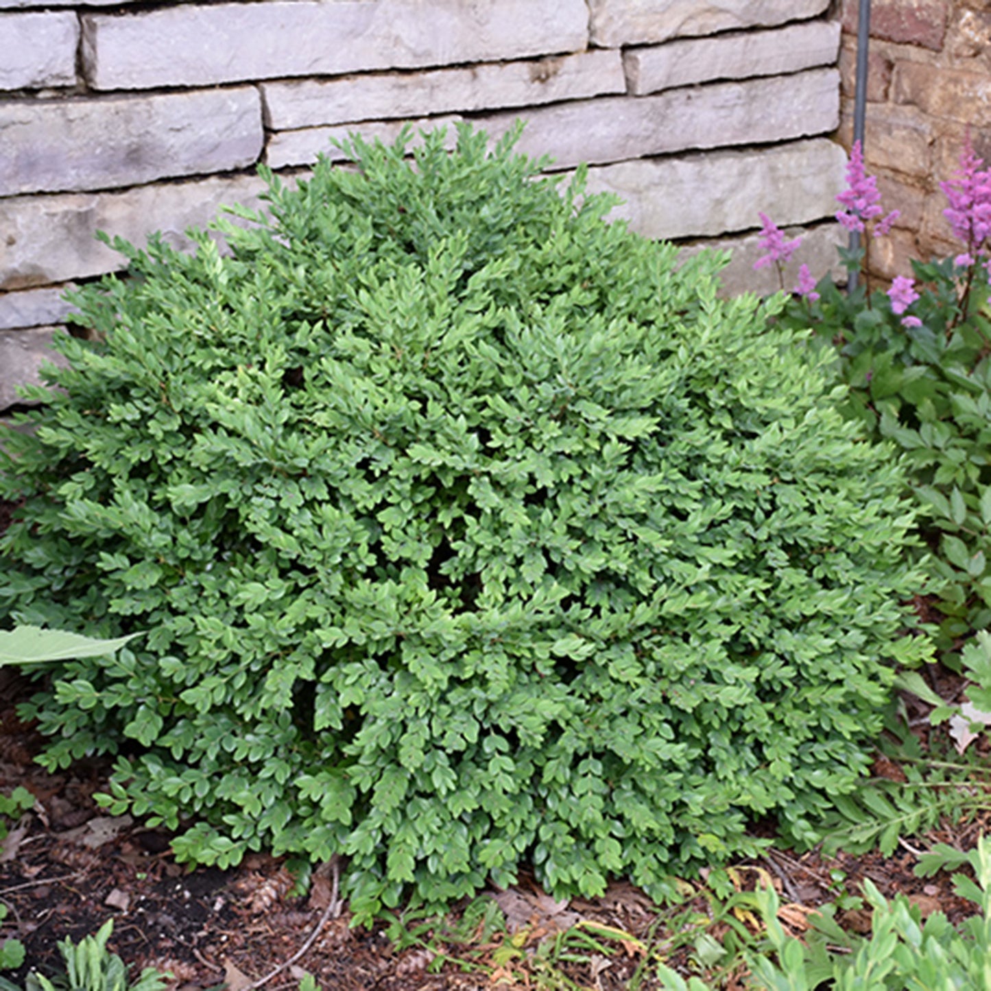 Green Mound Boxwood