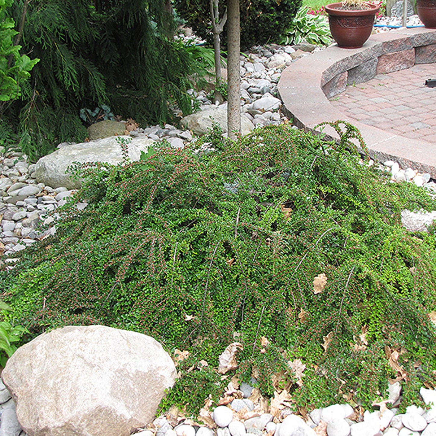 Hesii Cotoneaster