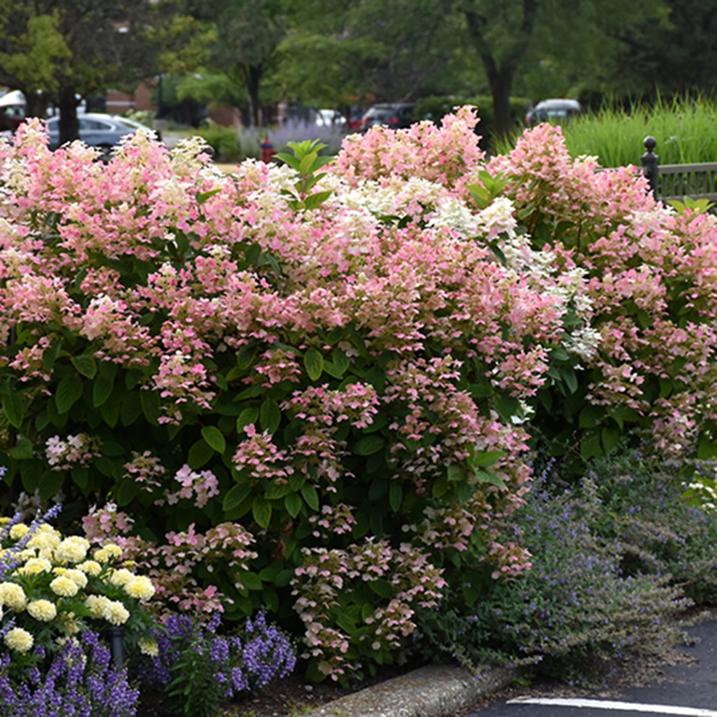 Quick Fire Hydrangea