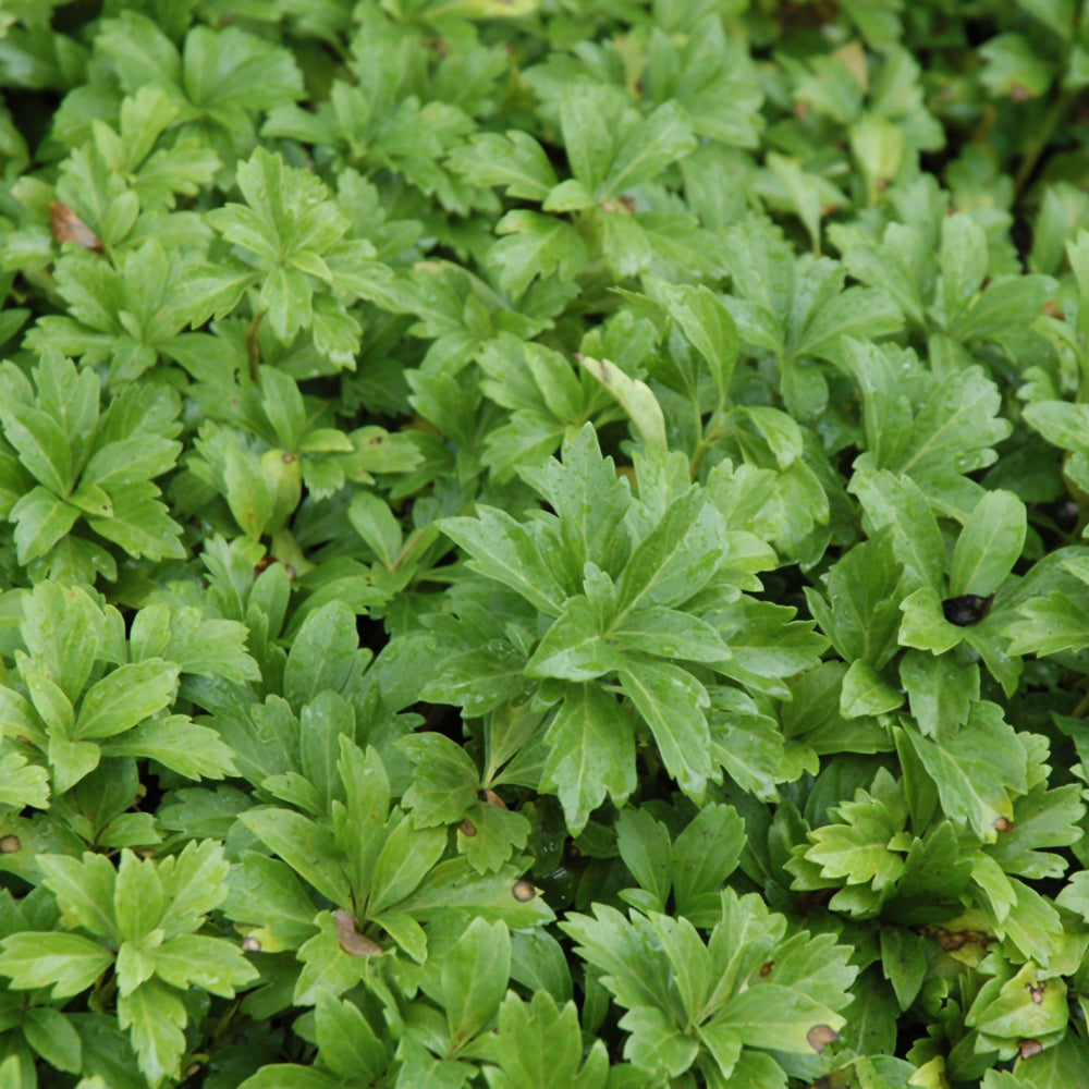 Japanese Spurge