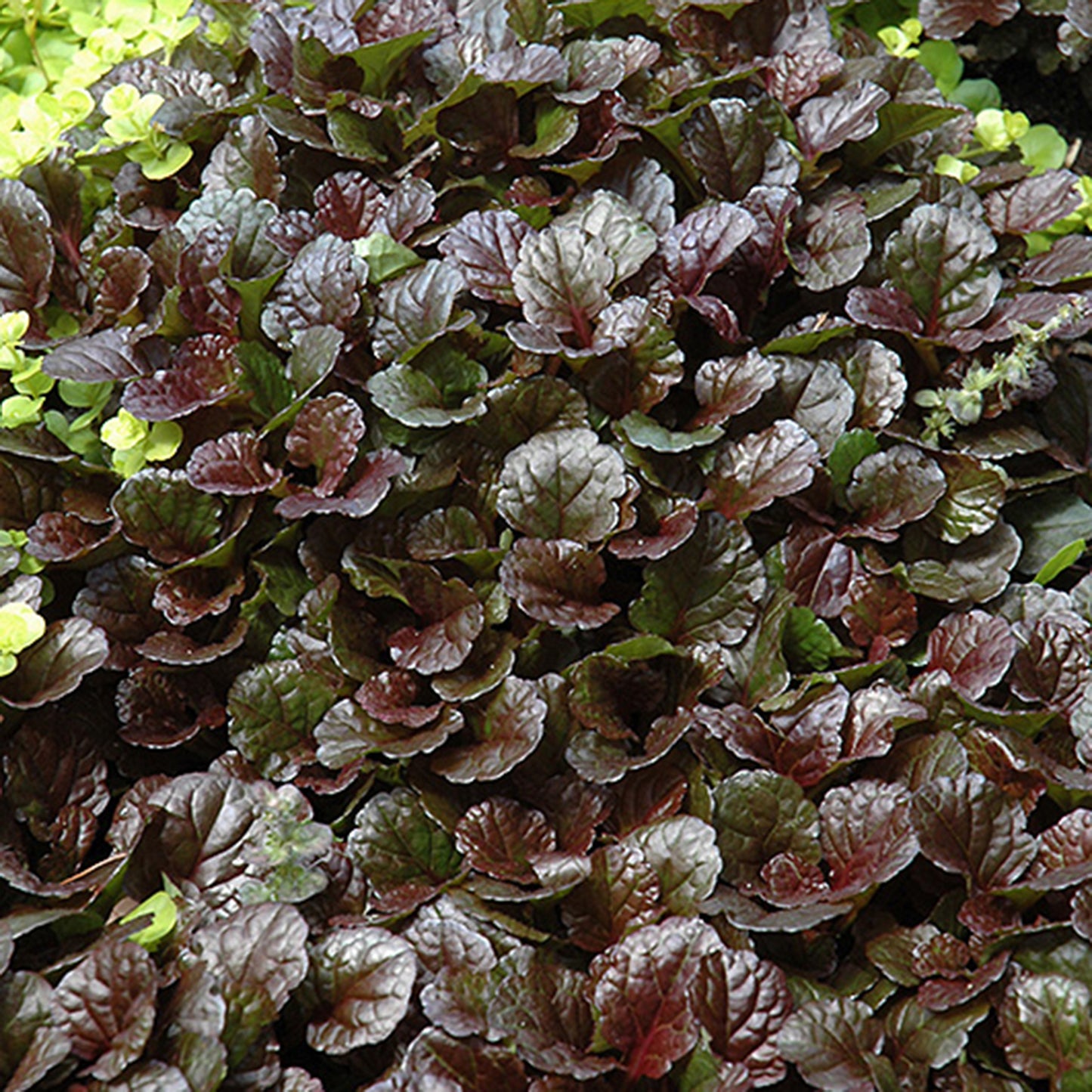 Black Scallop Bugleweed