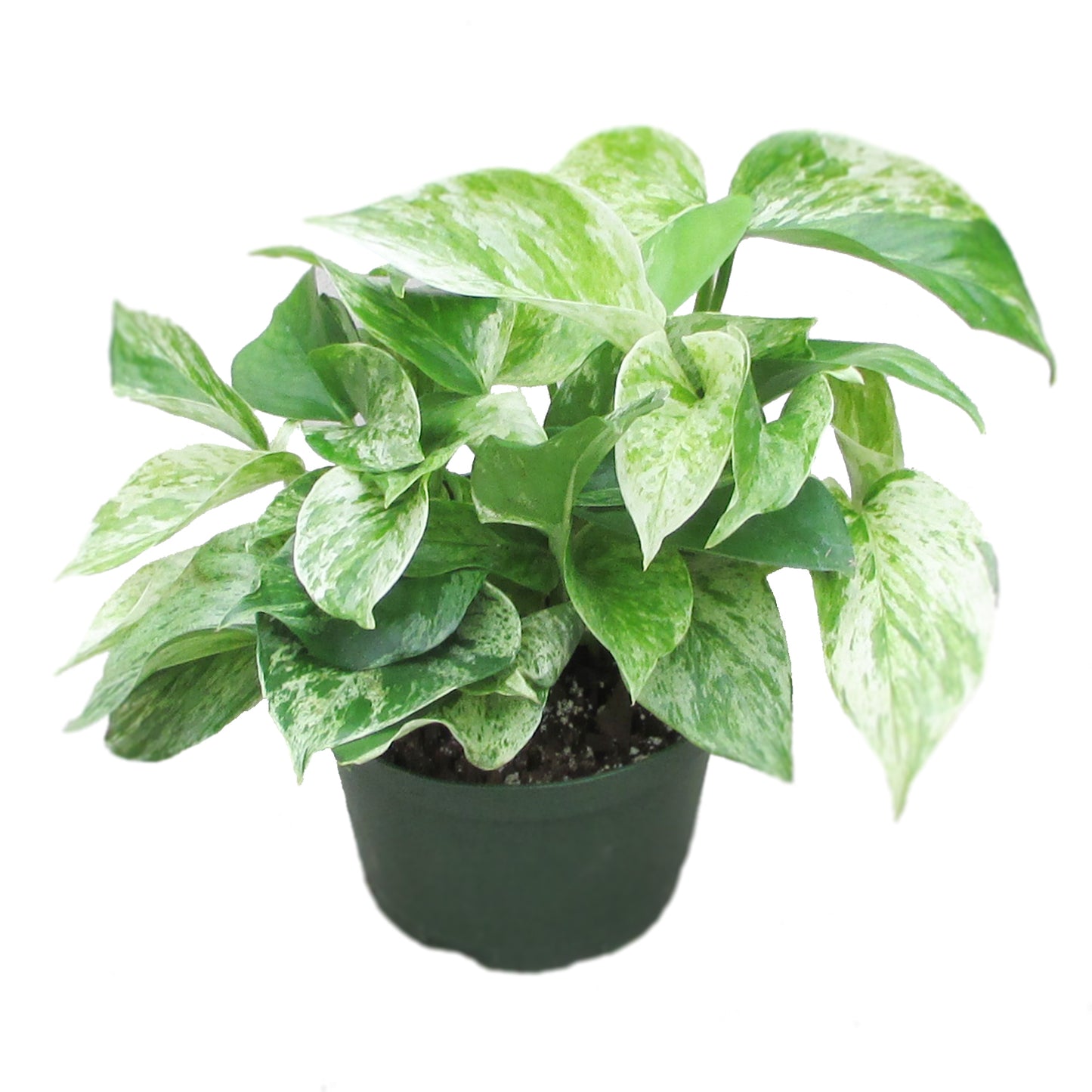 Marble Queen Pothos