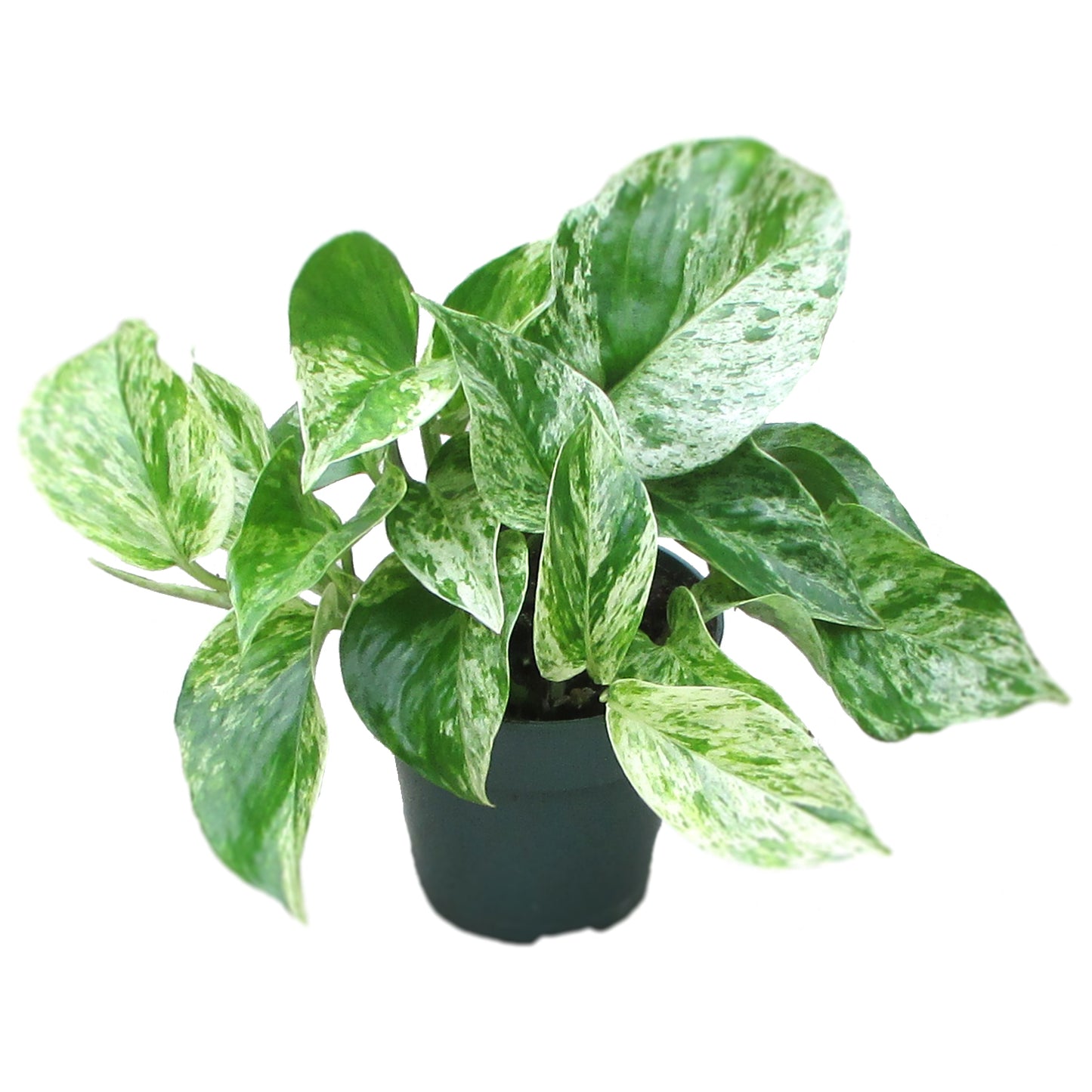 Marble Queen Pothos