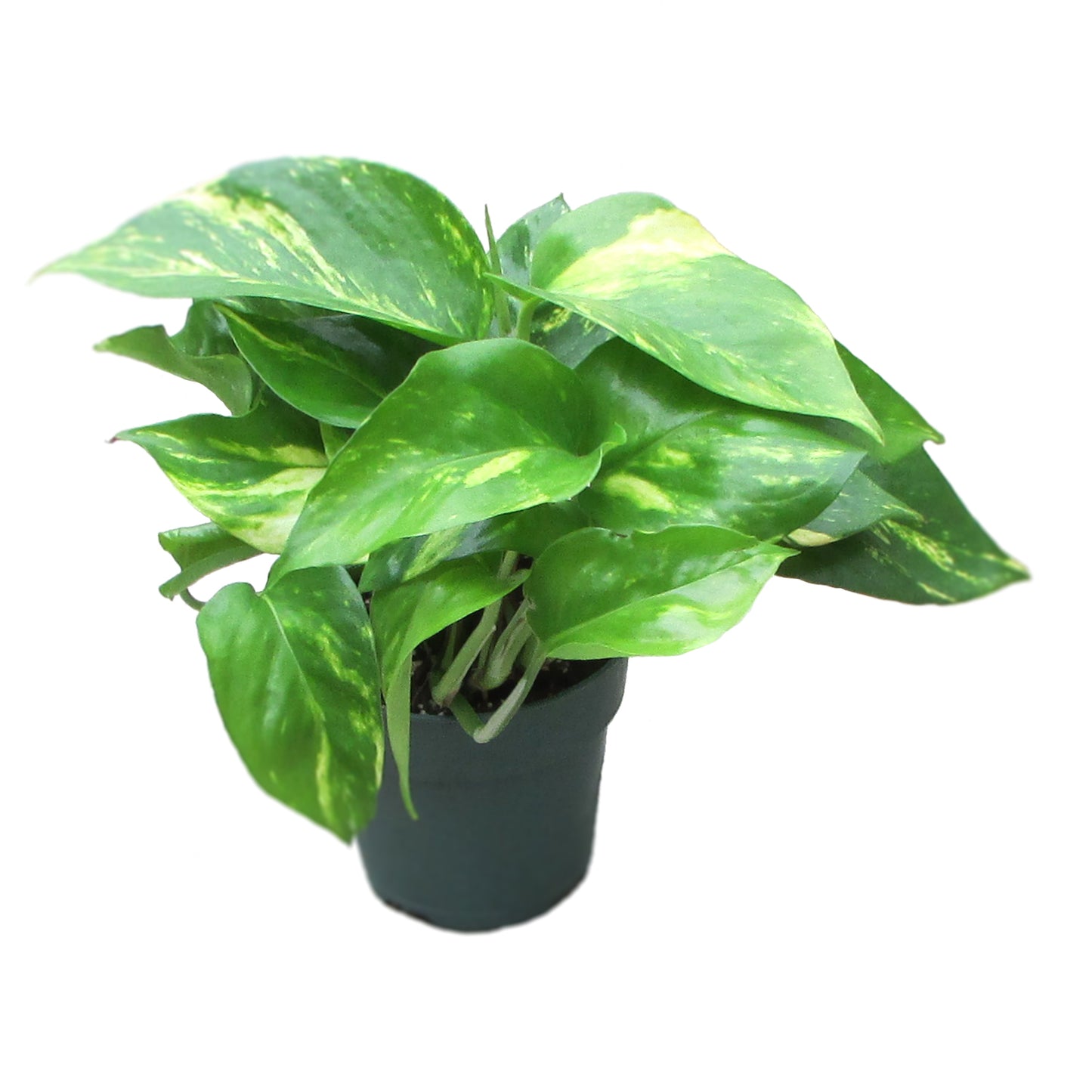 Golden Pothos