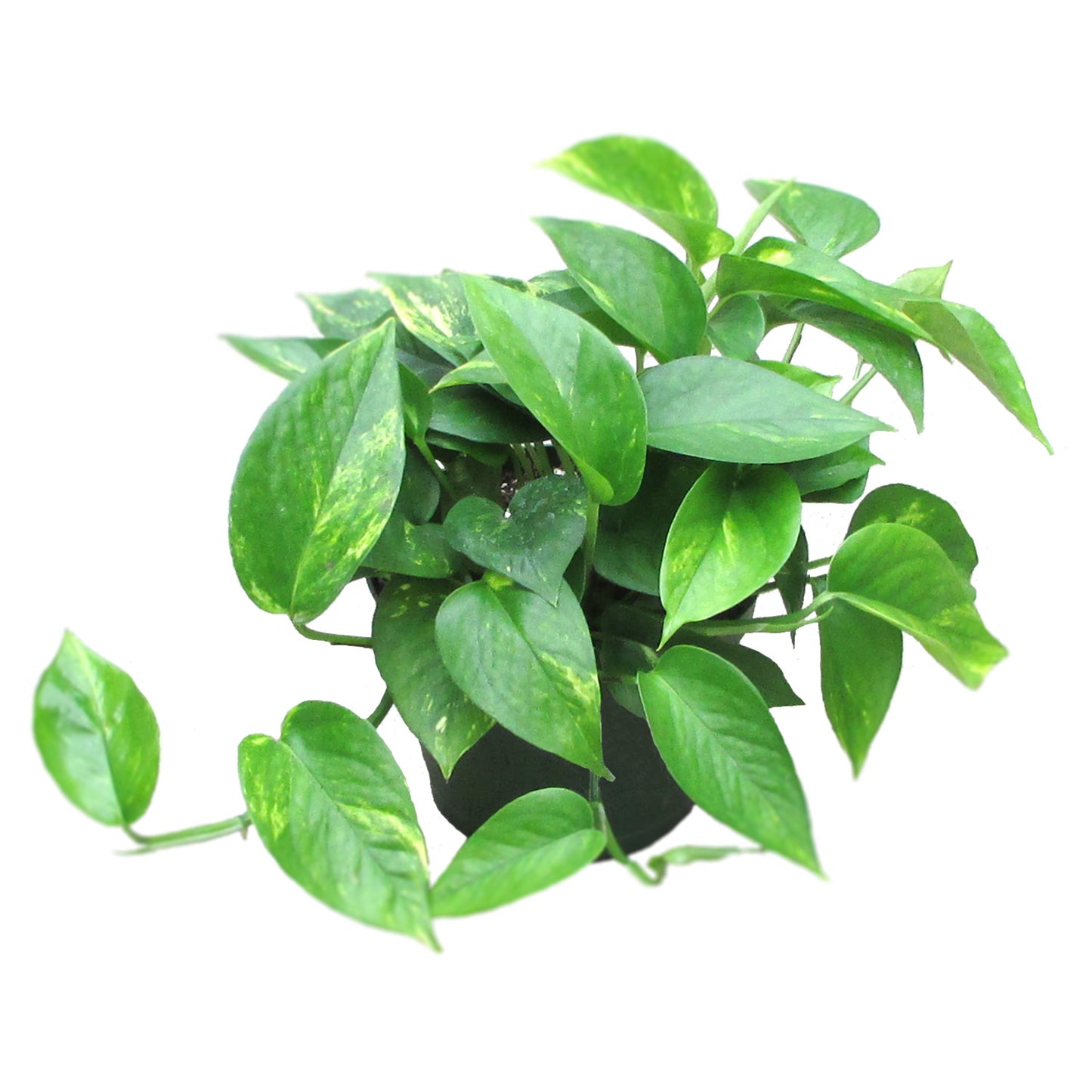 Golden Pothos