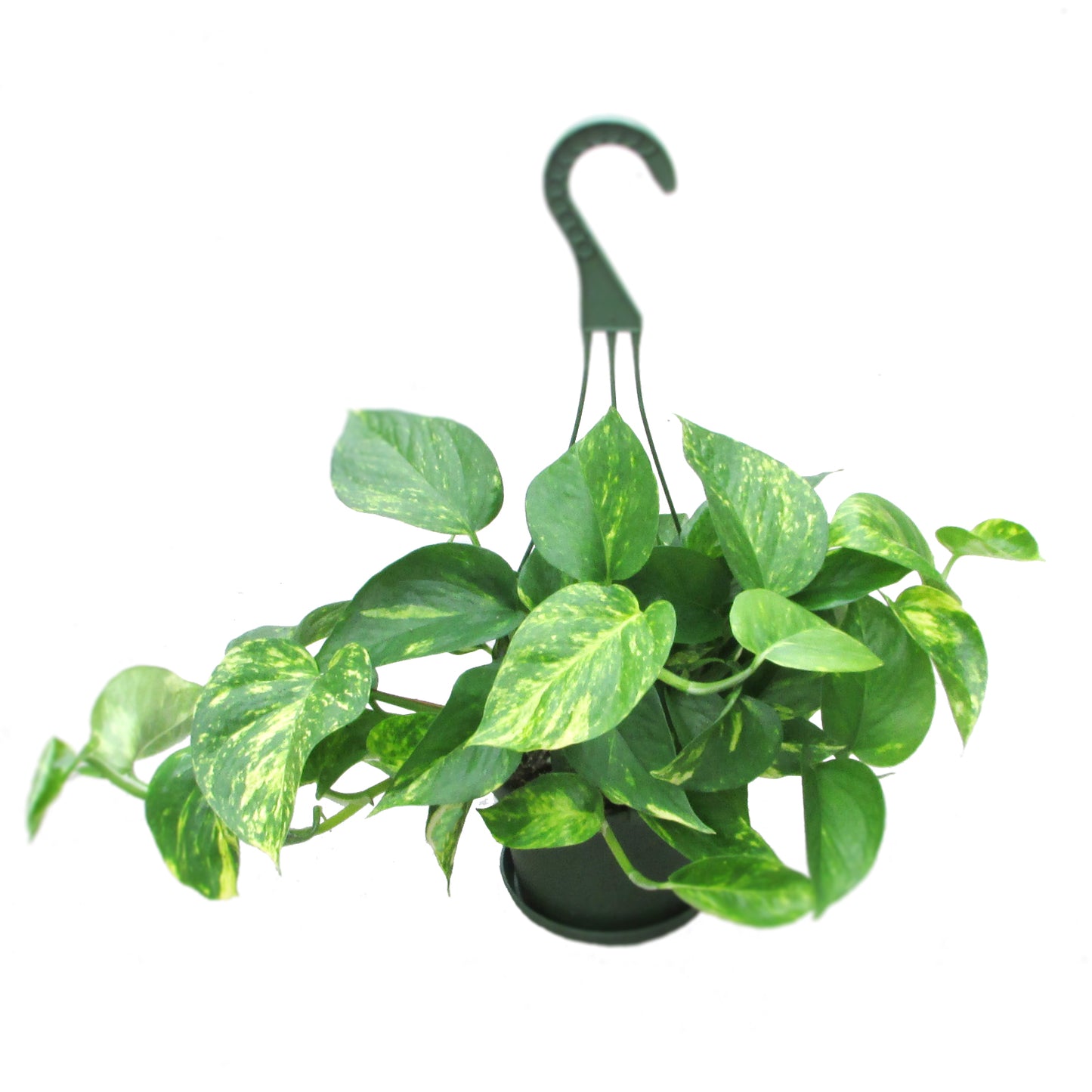 Golden Pothos