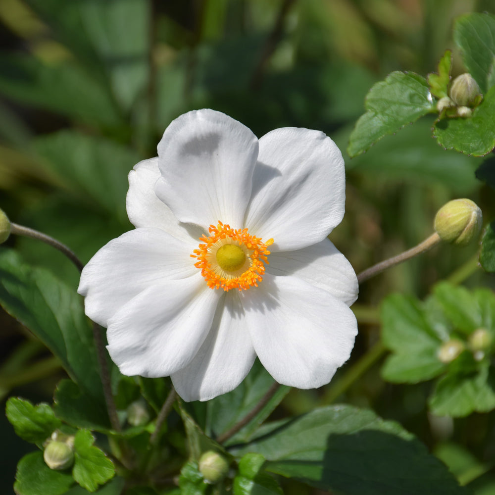 Honorine Jobert Windflower