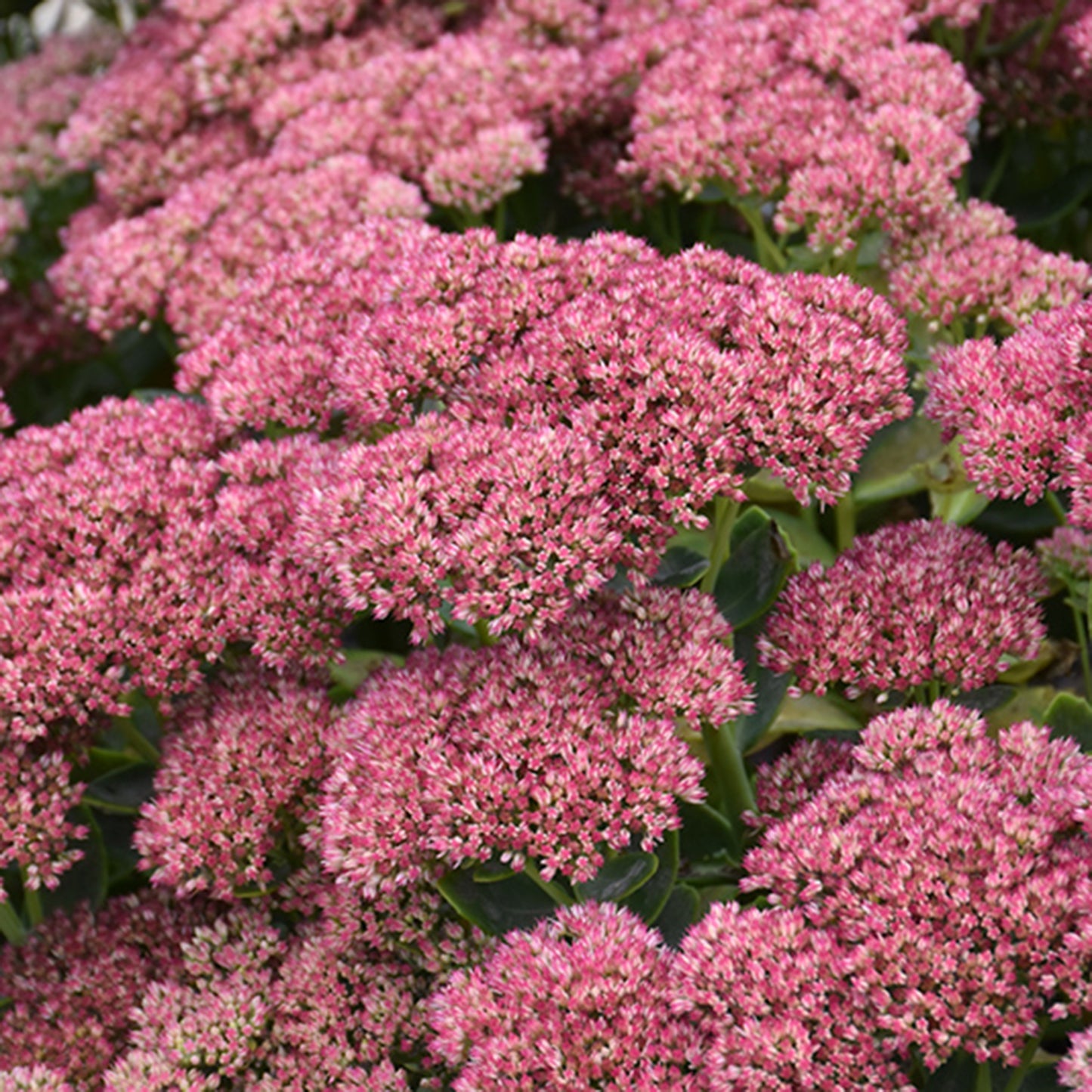 Autumn Fire Sedum