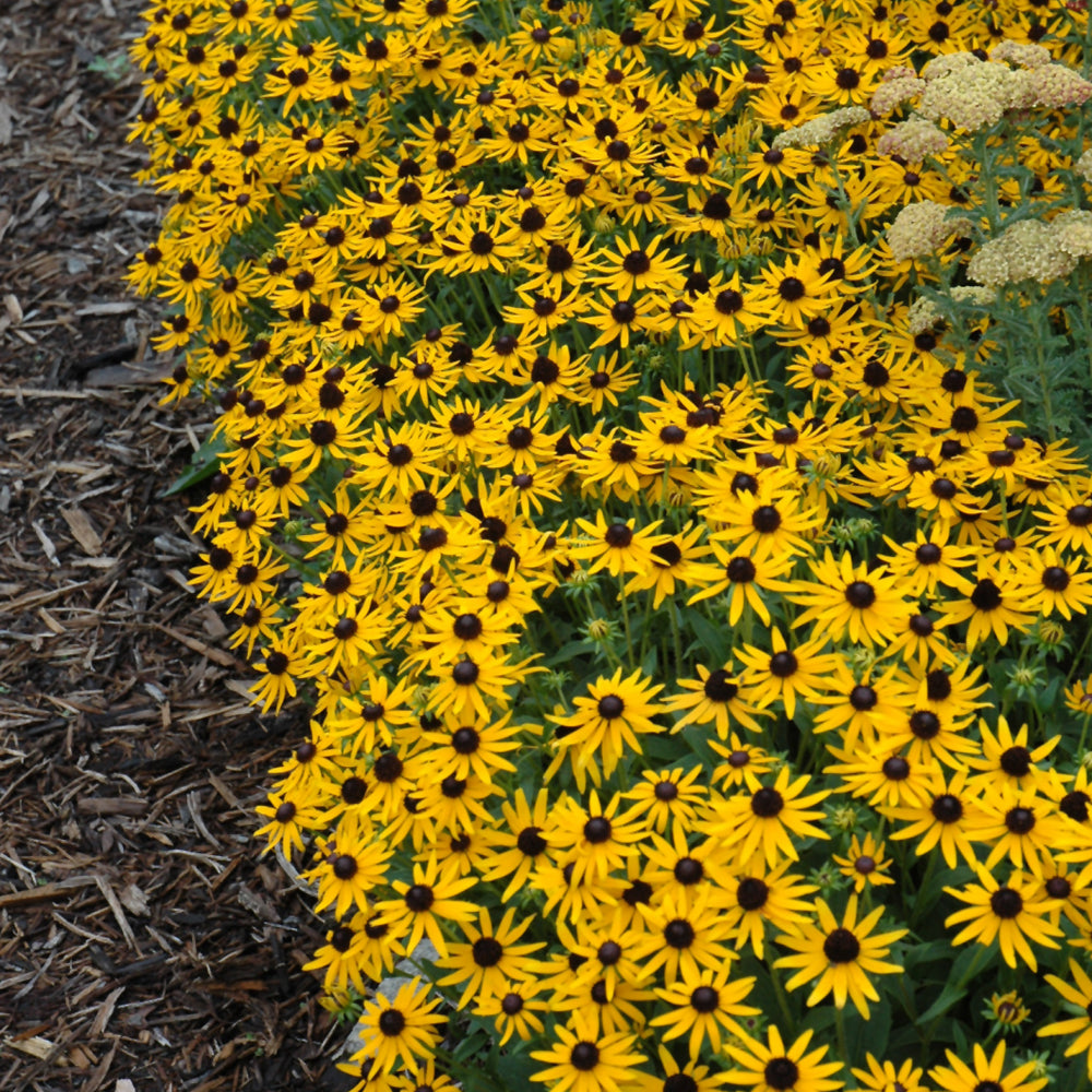 Little Goldstar Rudbeckia