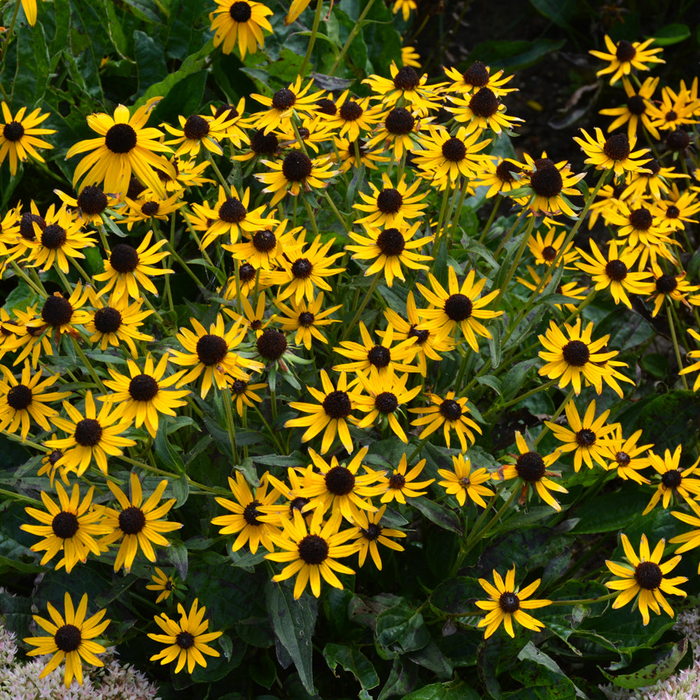 Little Goldstar Rudbeckia
